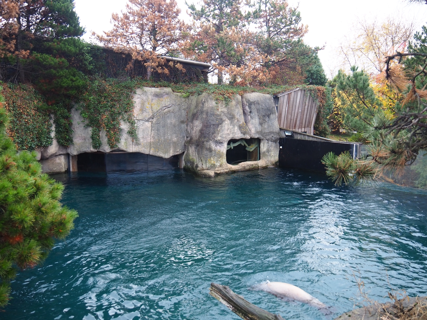 California sea lion exhibit (Nov 10th, 2018)