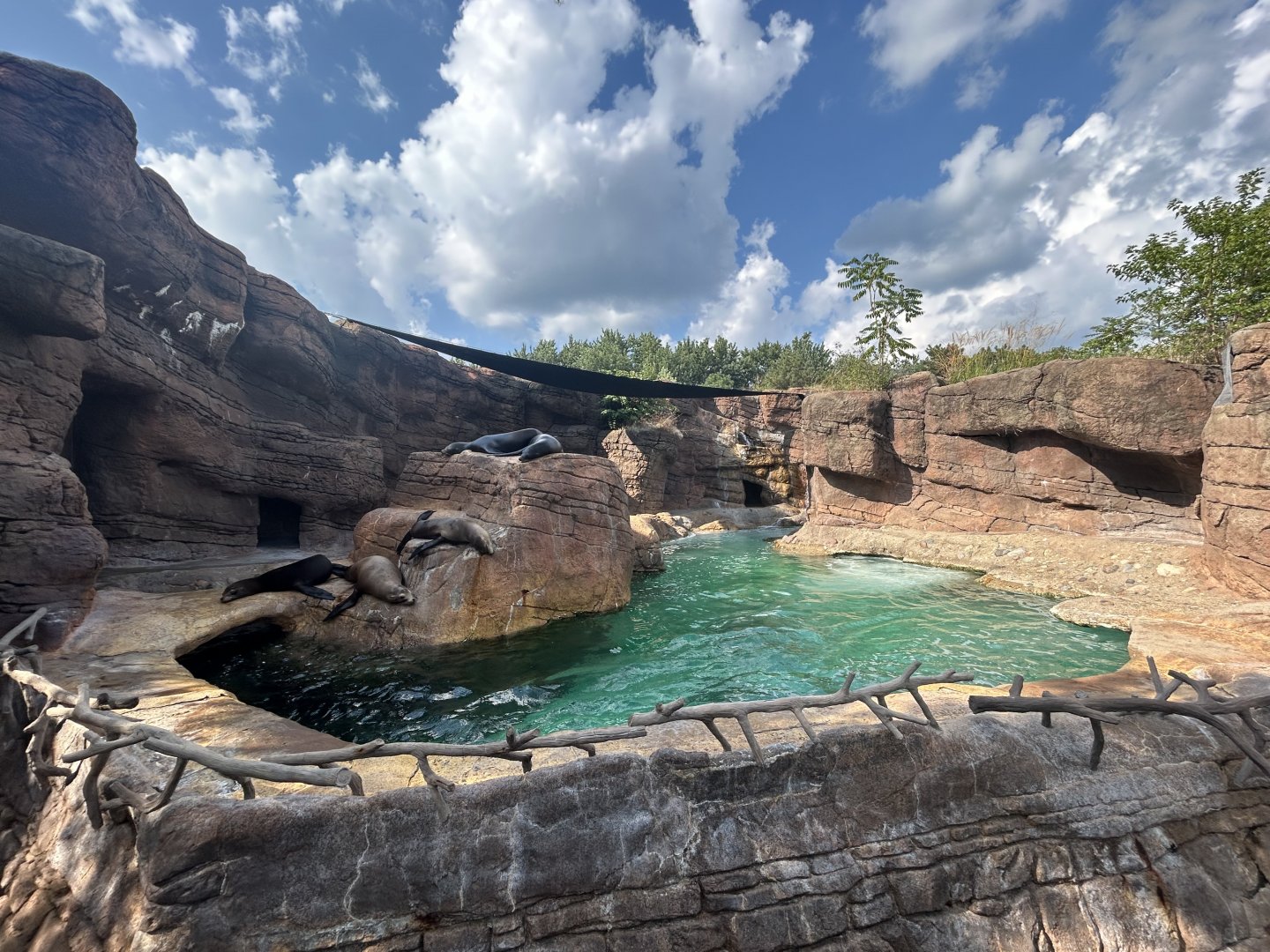 California Sea Lion Exhibit - Oceans
