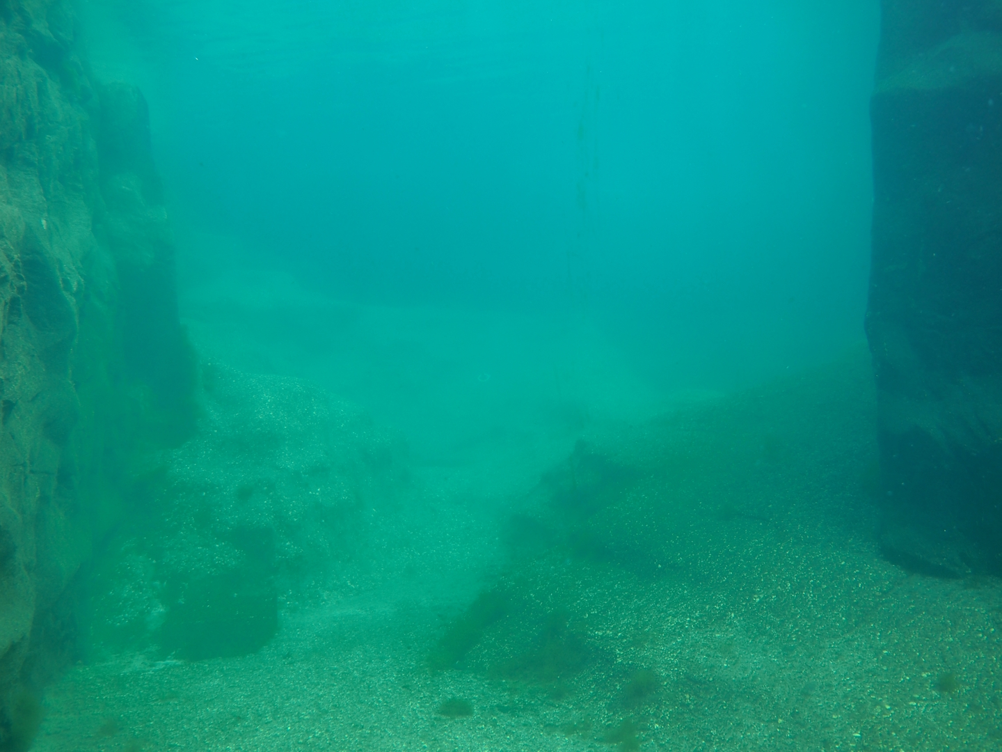 California sea lion exhibit underwater, 2024-08-05