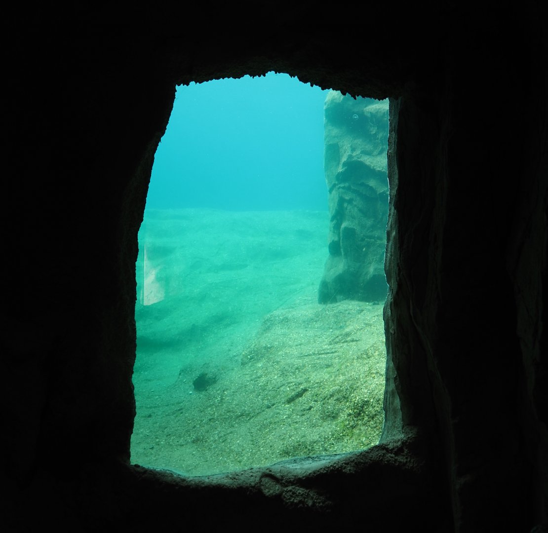 California sea lion exhibit underwater, 2024-08-05