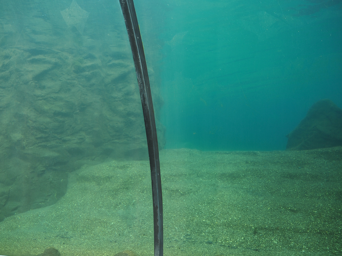 California sea lion exhibit underwater, 2024-08-05