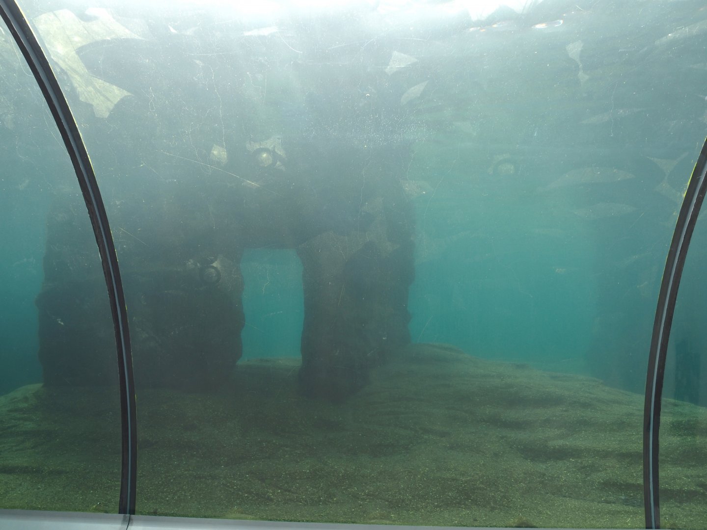 California sea lion exhibit underwater, seen from tunnel, 2024-08-05