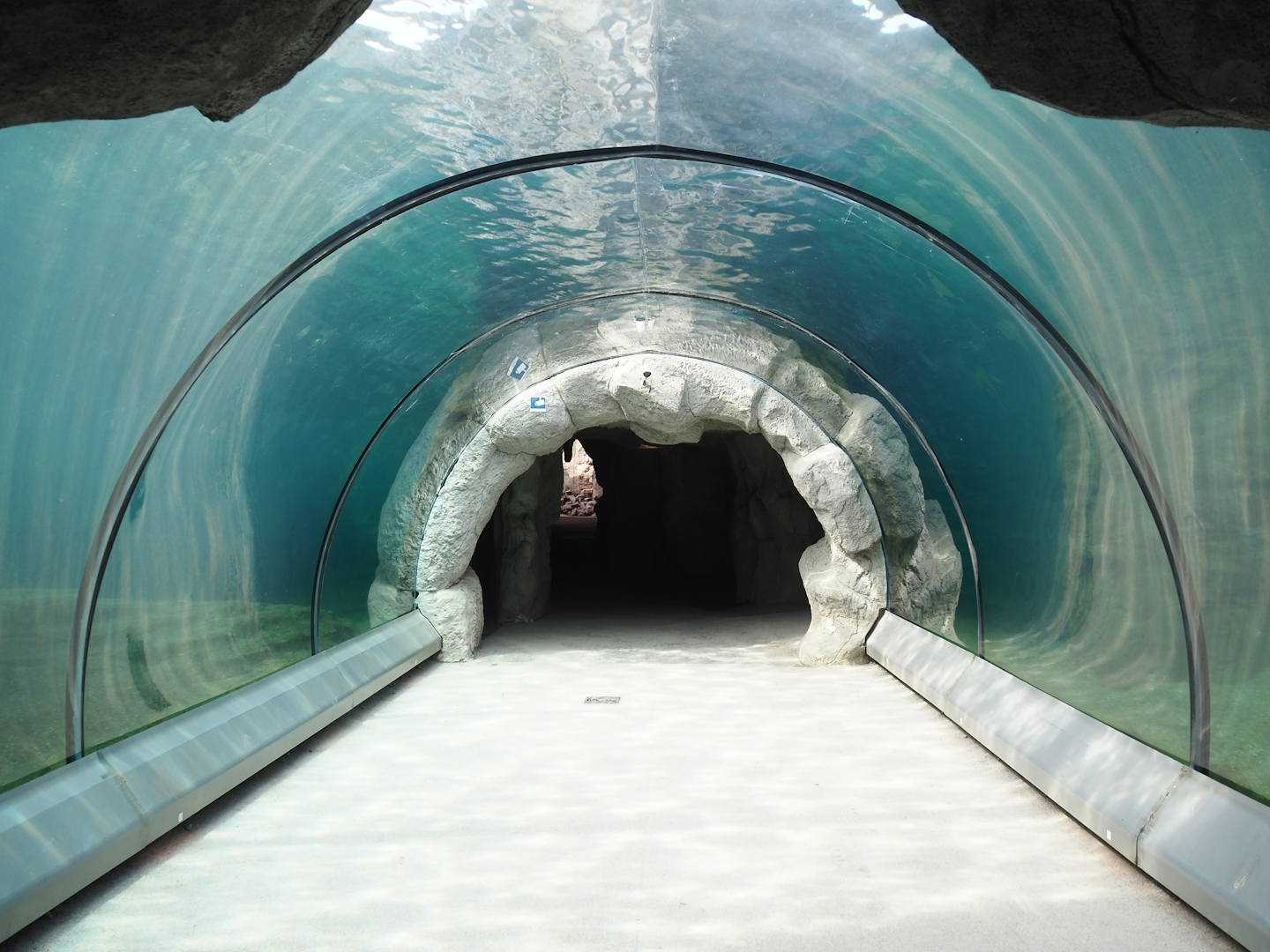 California sea lion exhibit underwater viewing tunnel, 2024-08-05