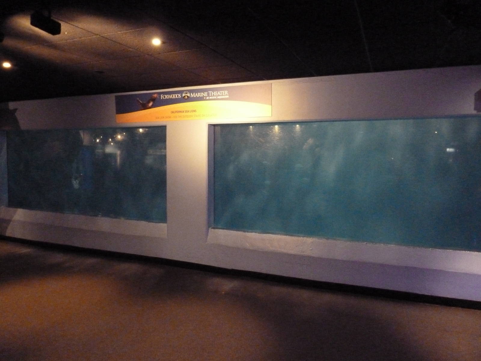 California Sea Lion Exhibit - Underwater Viewing