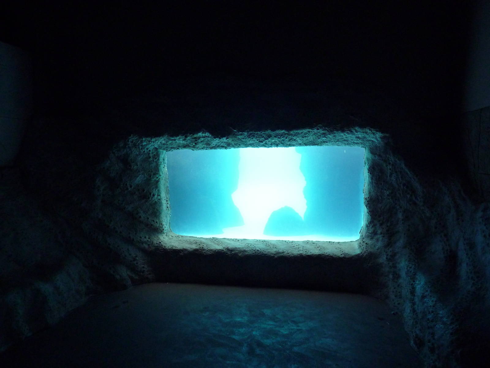 California Sea Lion Exhibit - Underwater Viewing
