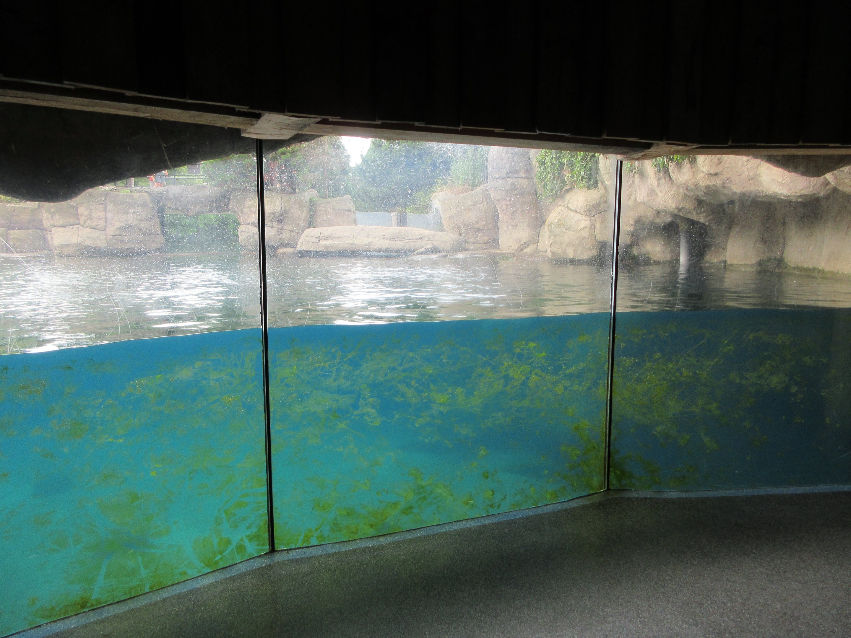 California Sea Lion Exhibit (with dirty windows)
