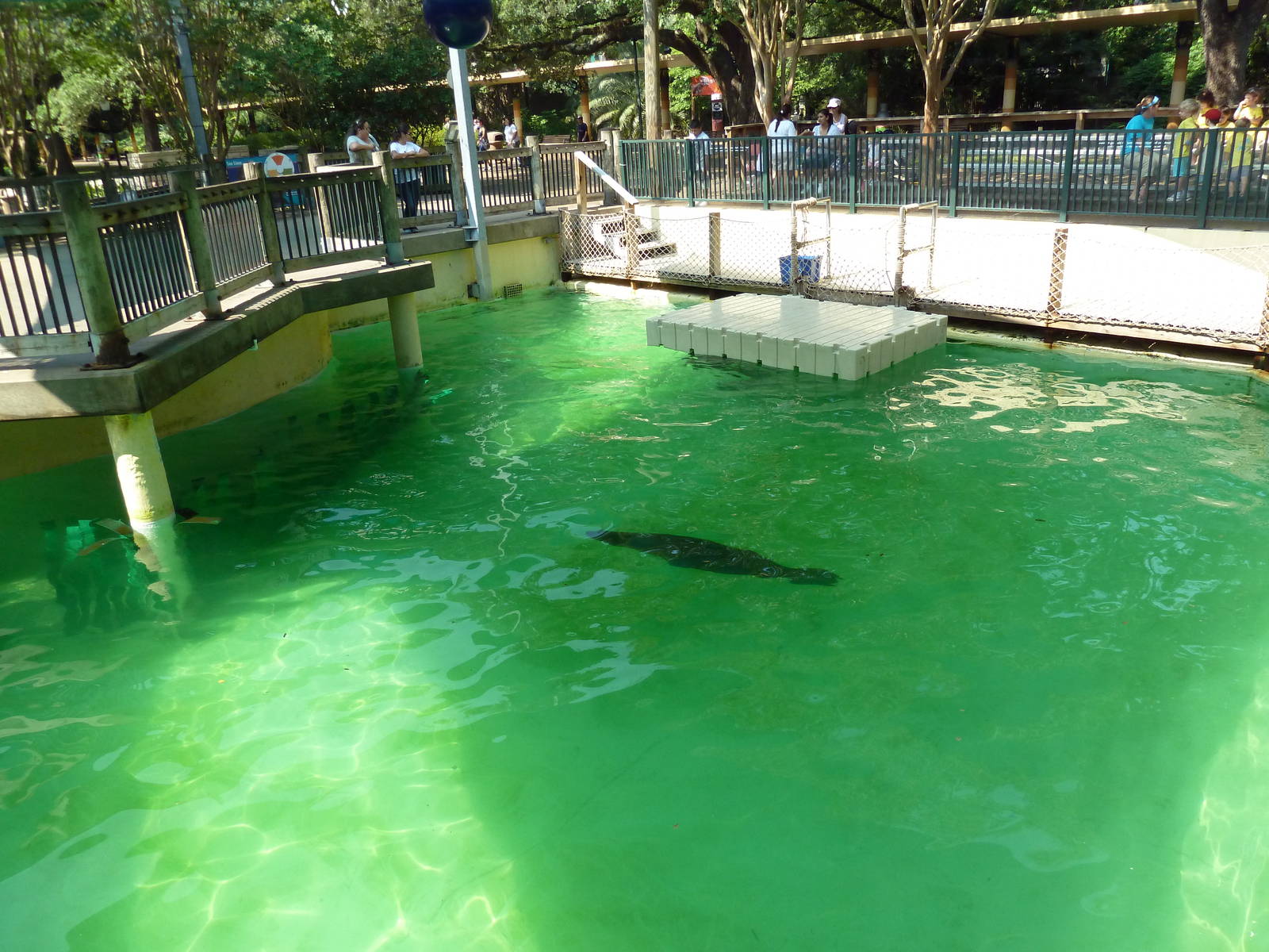 California Sea Lion Exhibit