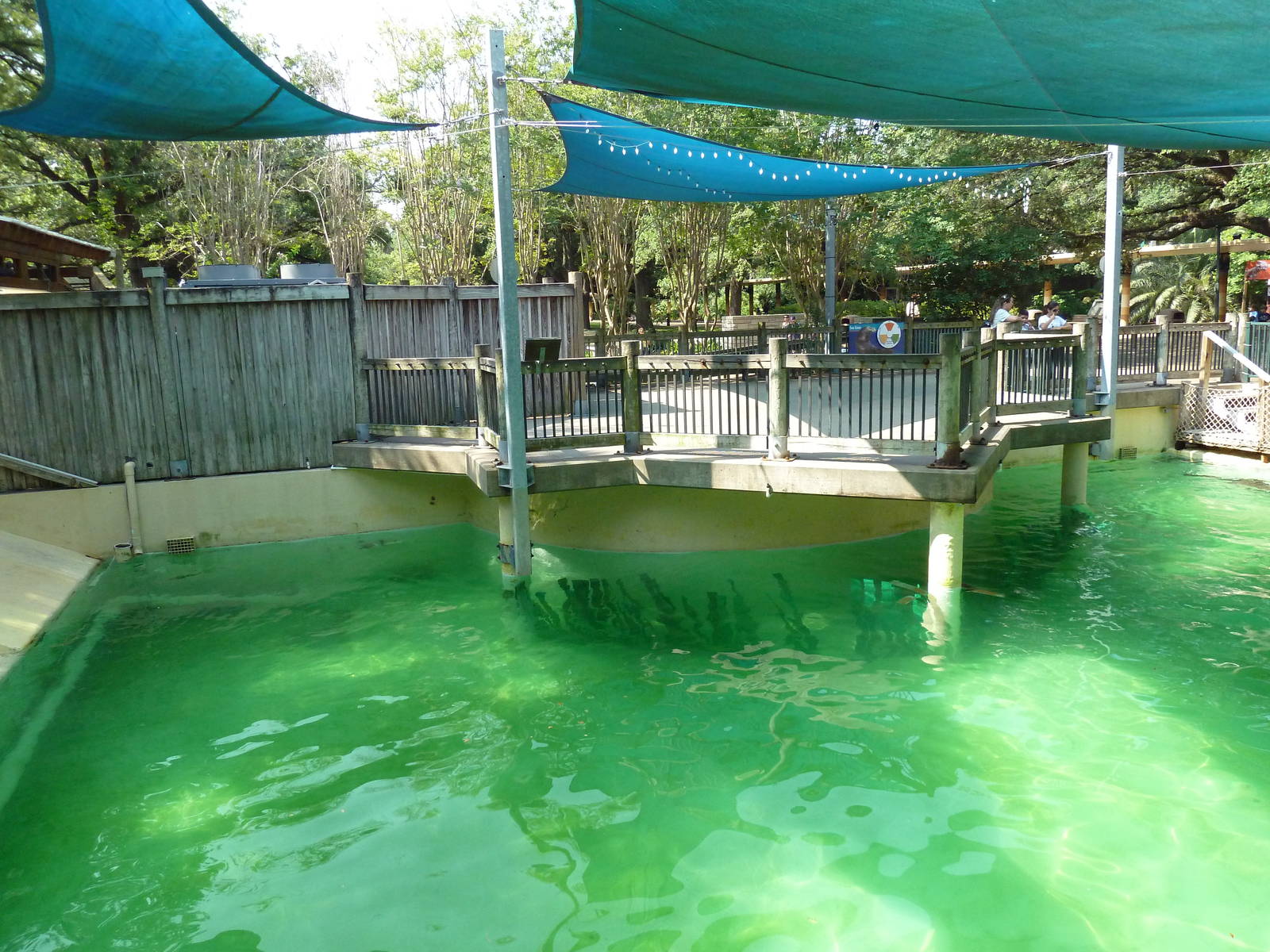 California Sea Lion Exhibit