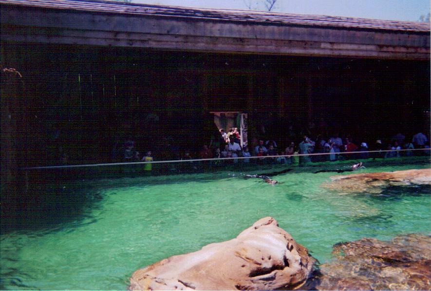 California Sea Lion Exhibit