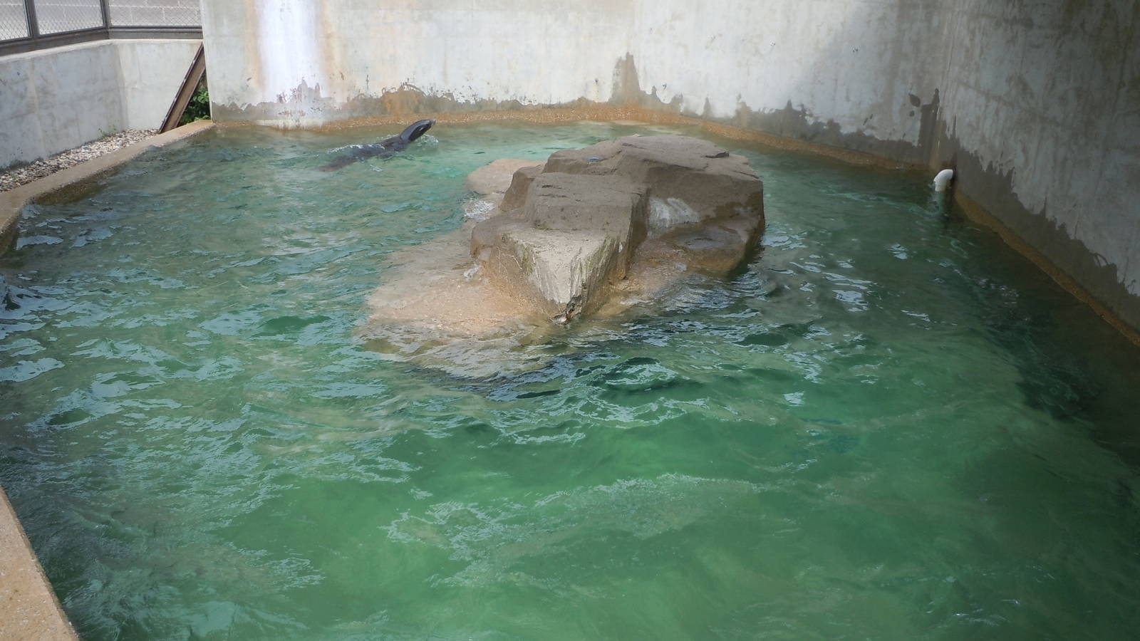 California Sea Lion exhibit.