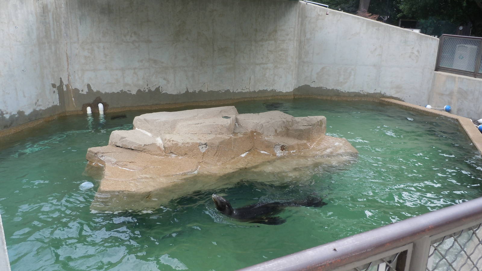 California Sea Lion Exhibit.
