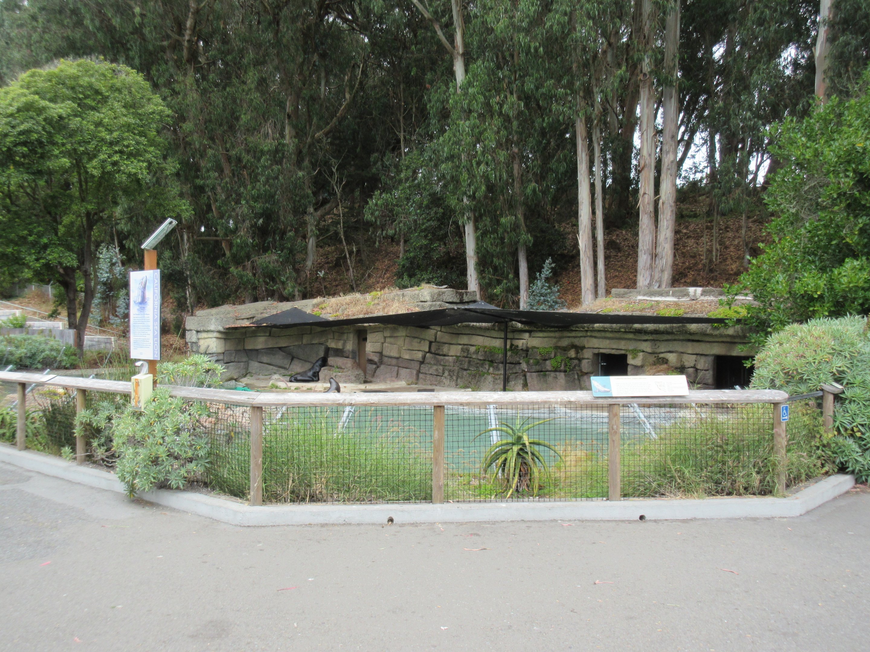 California Sea Lion Exhibit