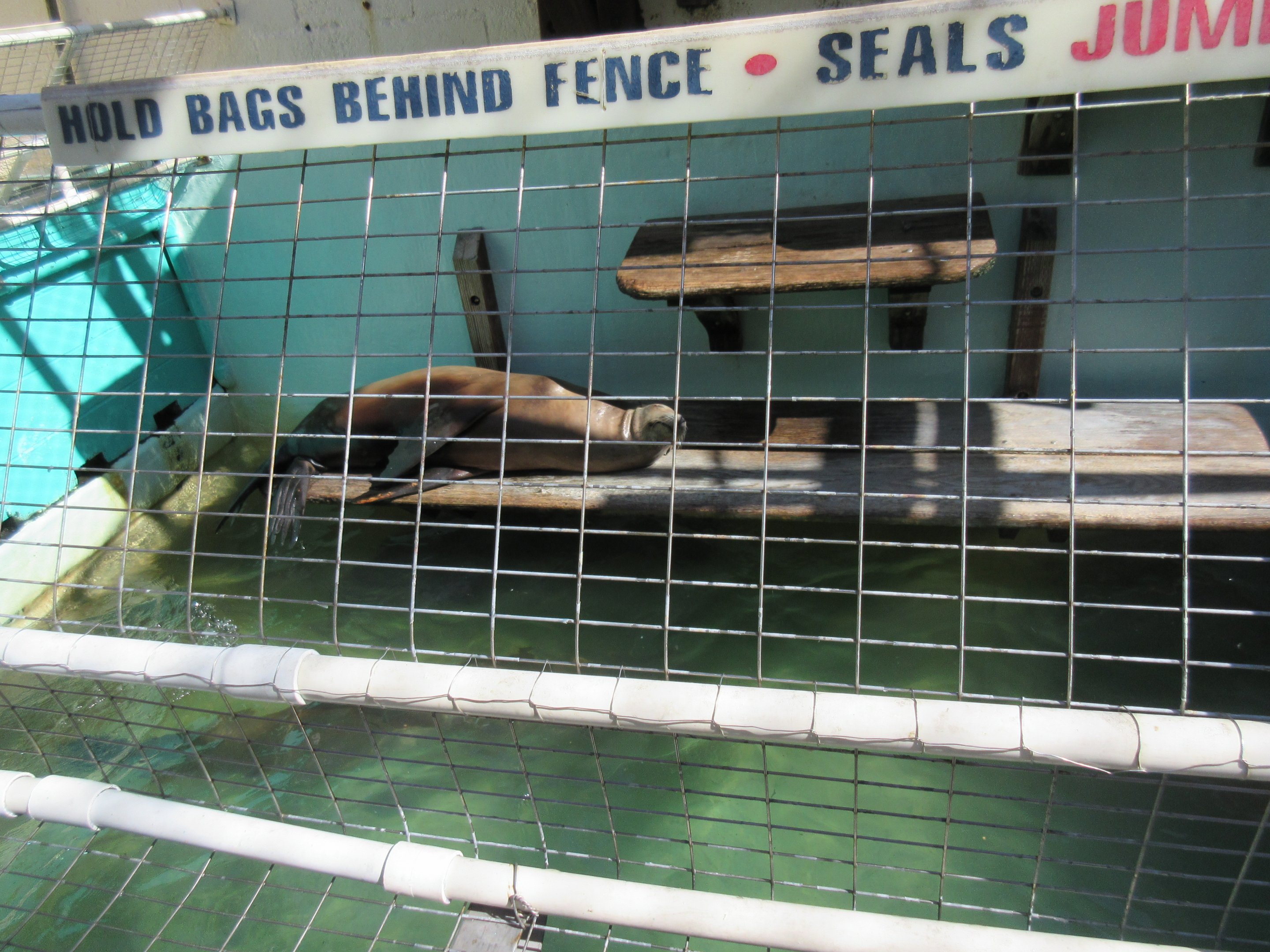 California Sea Lion Exhibit