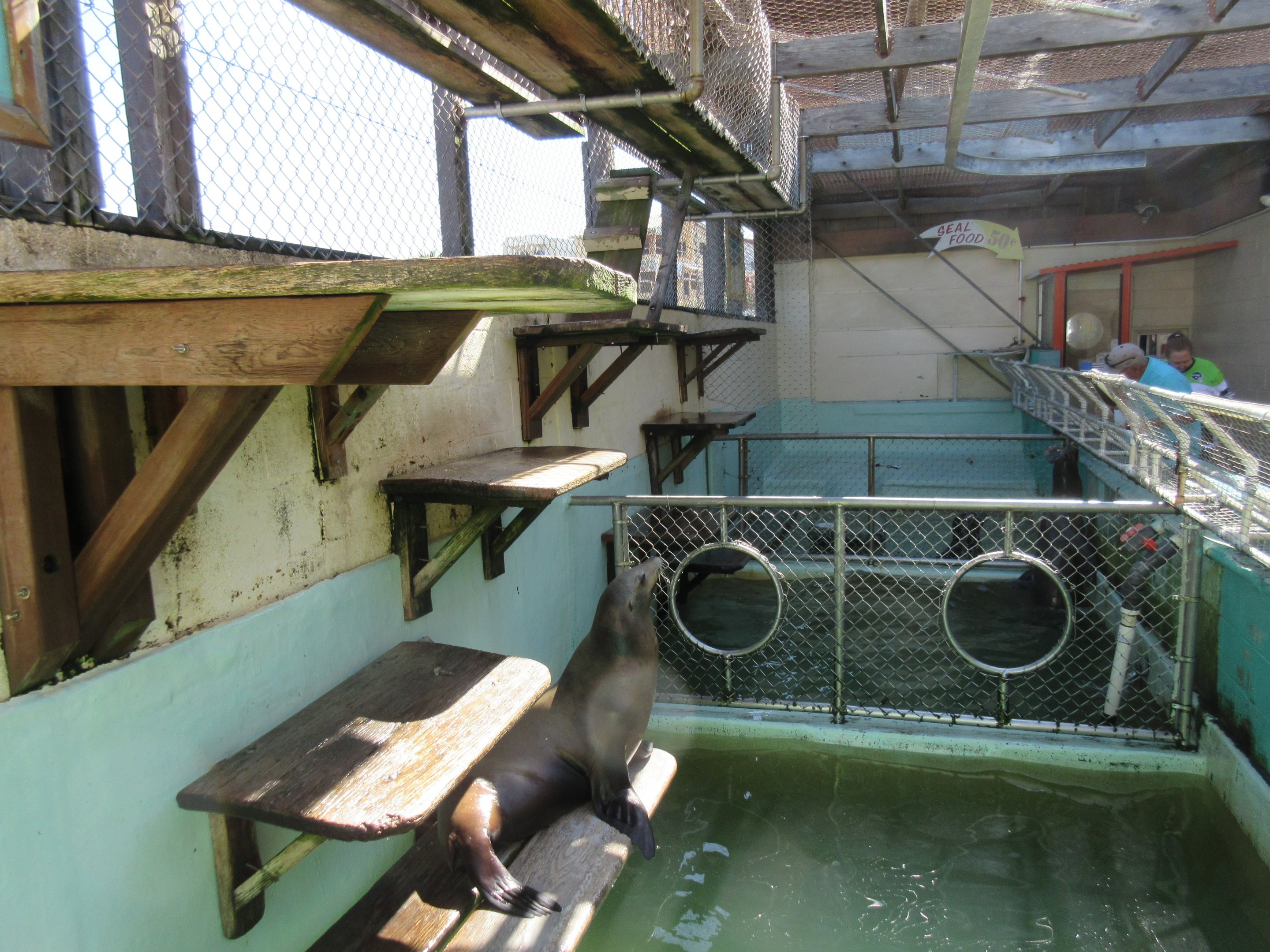 California Sea Lion Exhibit