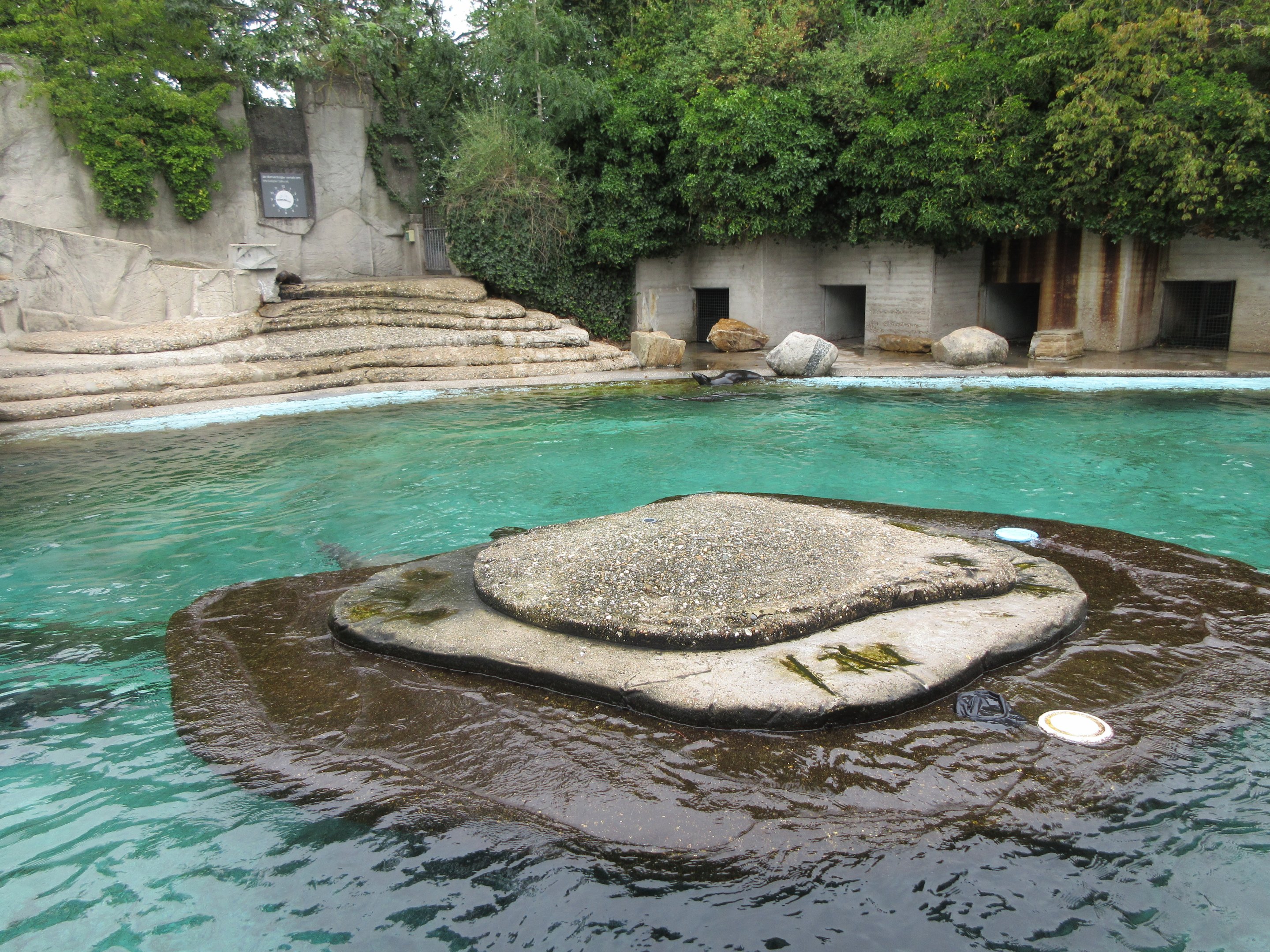 California Sea Lion Exhibit