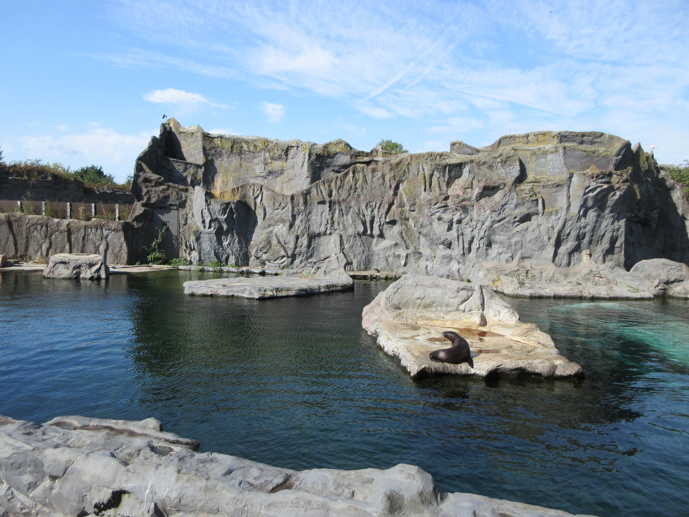 California Sea Lion Exhibit