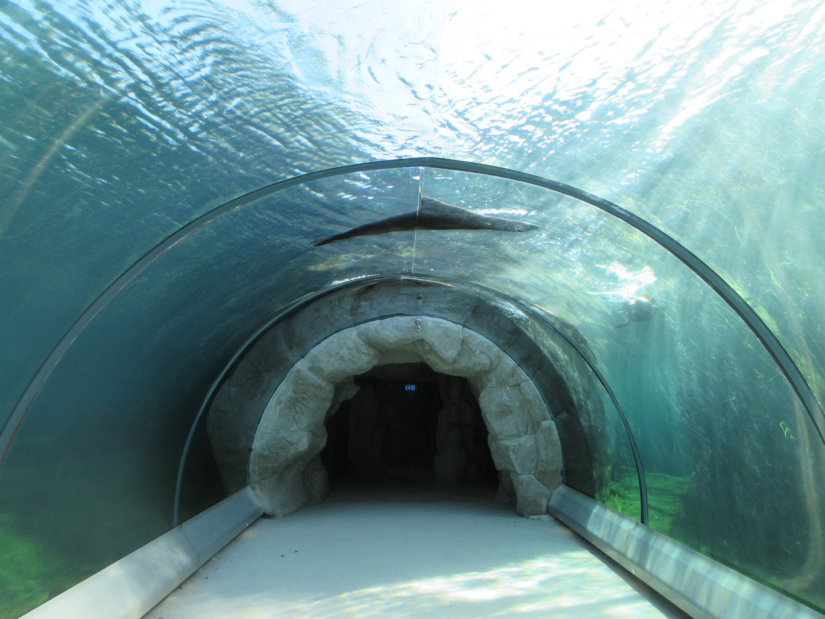 California Sea Lion Exhibit