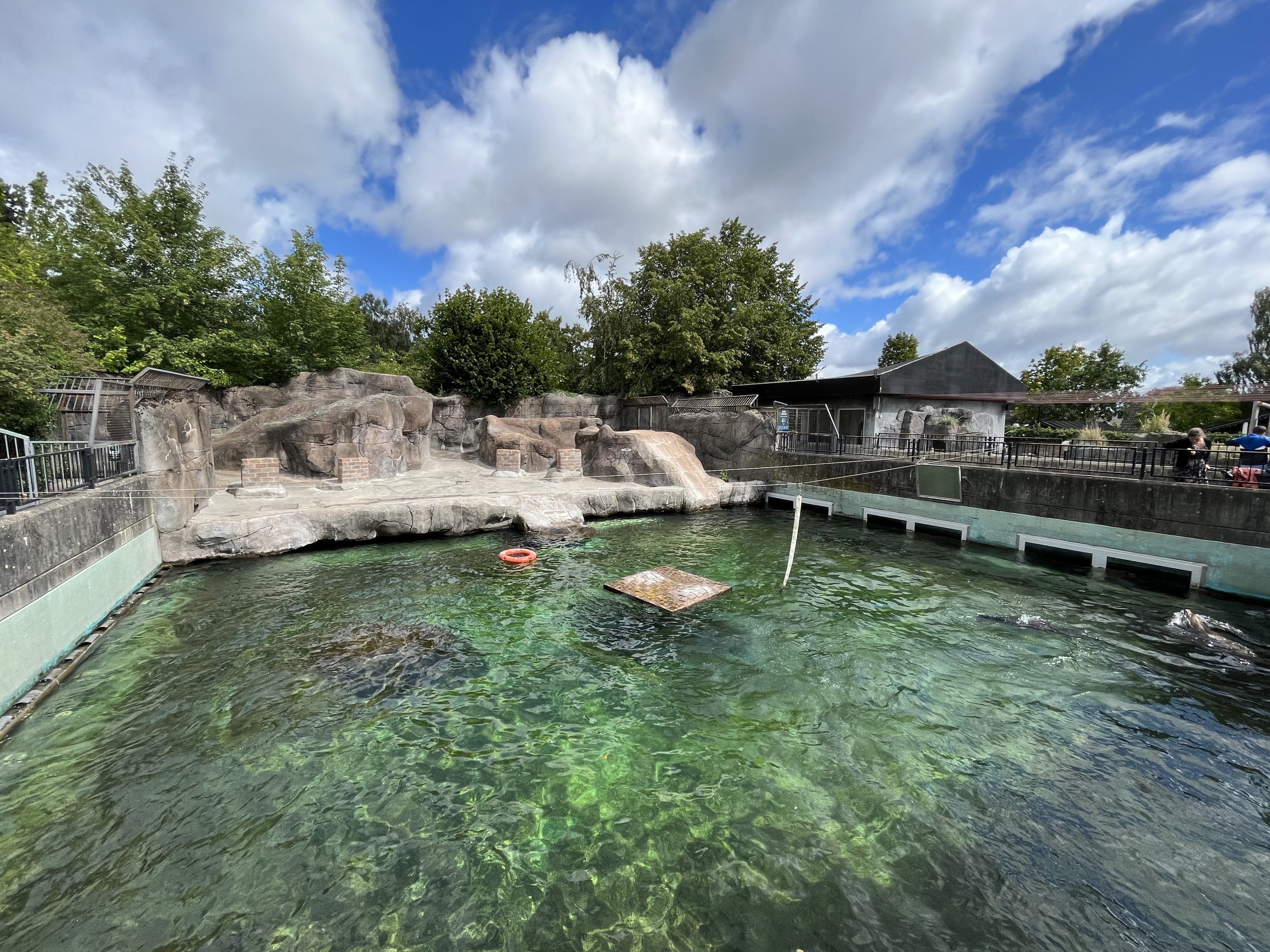 California Sea Lion Exhibit