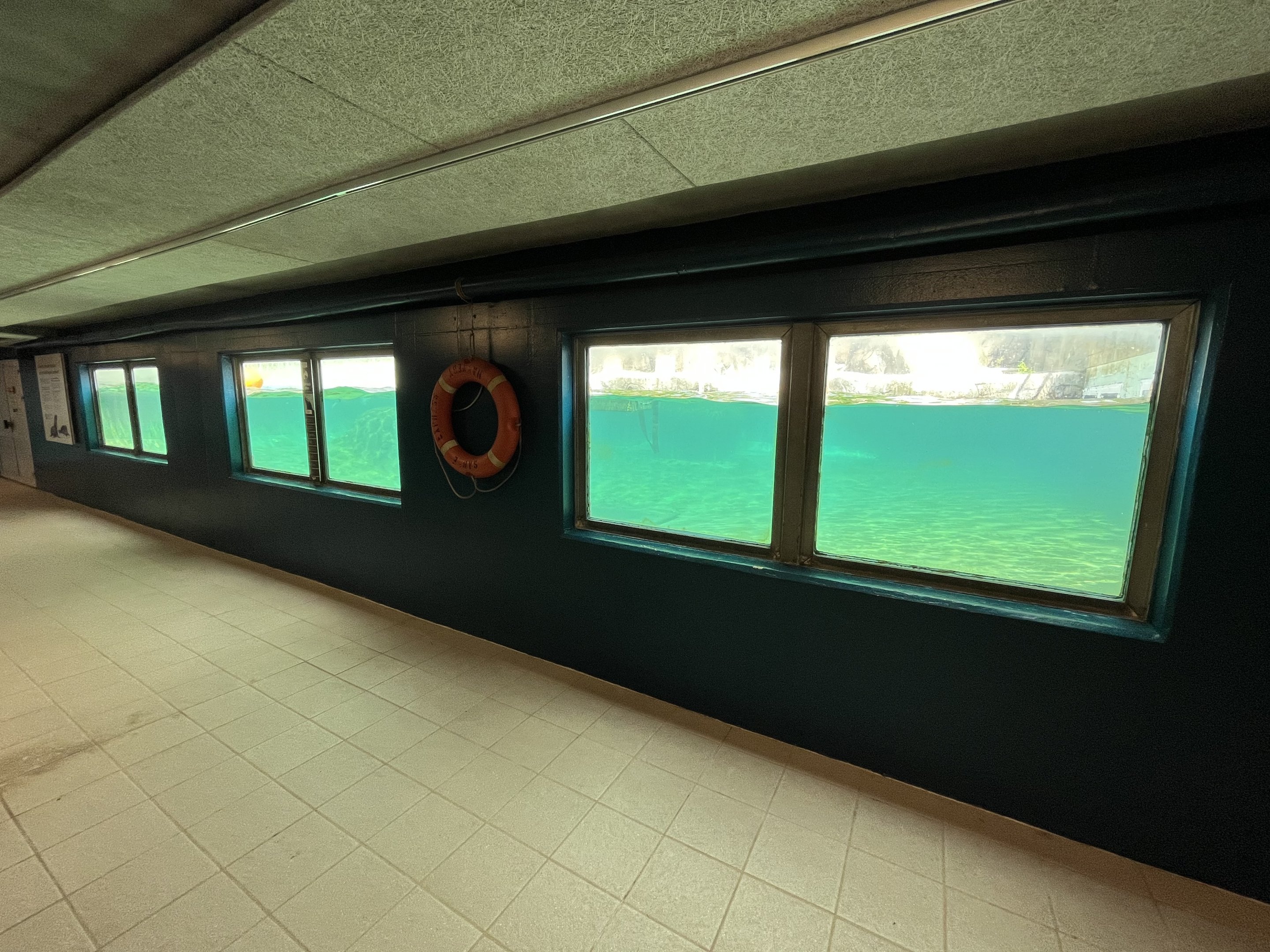 California Sea Lion Exhibit