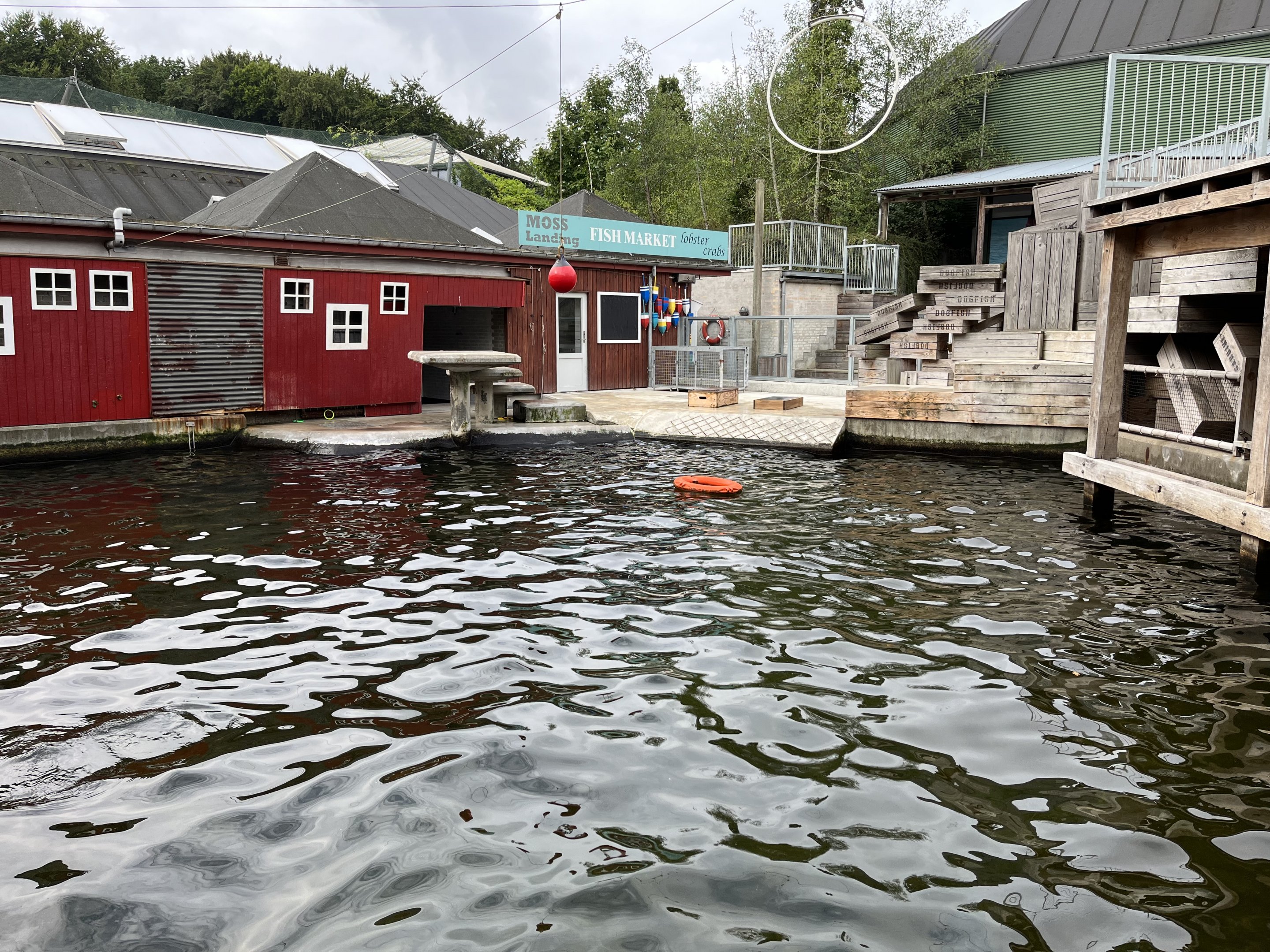 California Sea Lion Exhibit