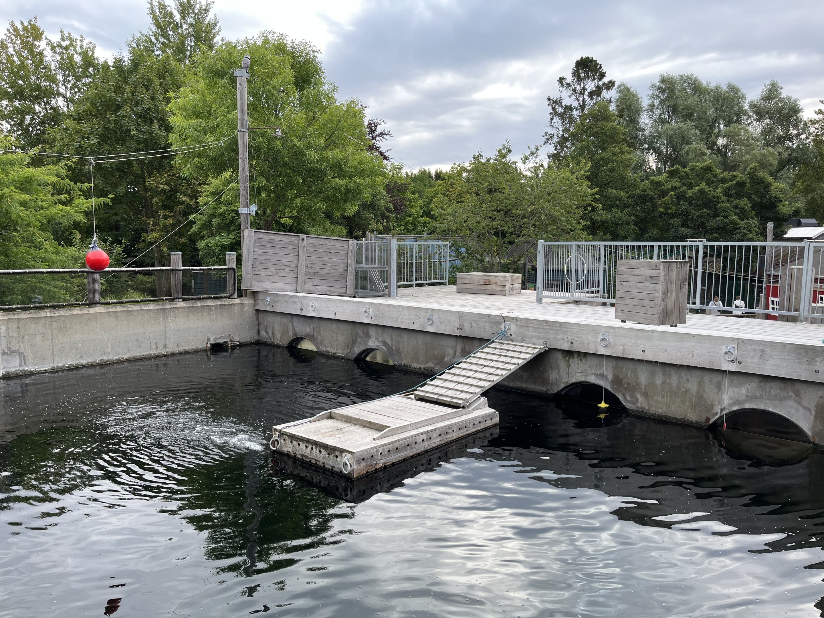 California Sea Lion Exhibit