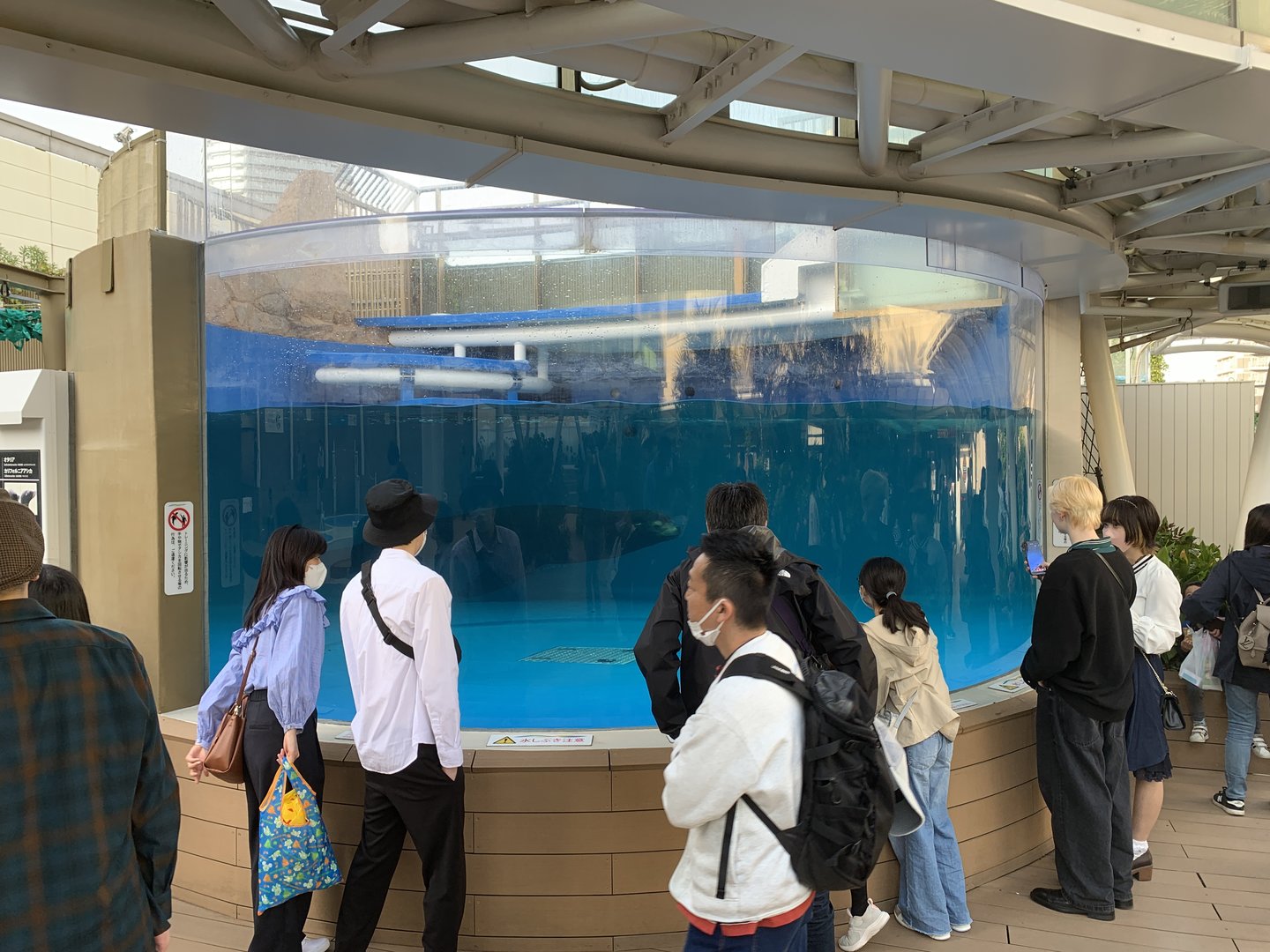 California Sea Lion Exhibit