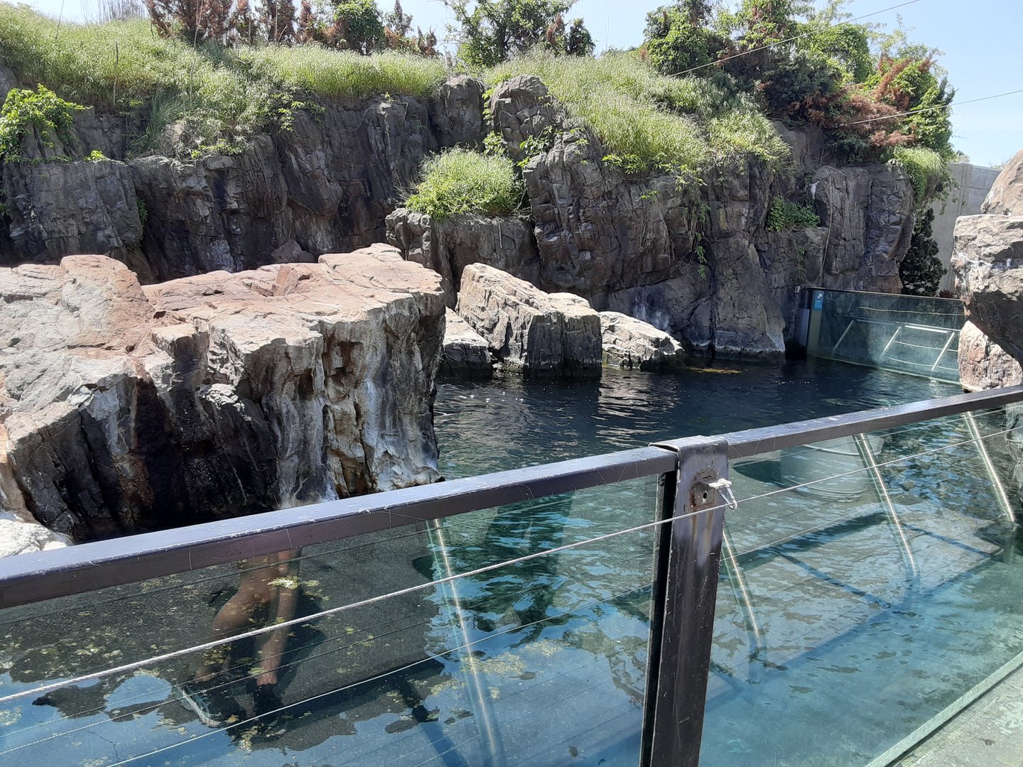 California Sea Lion Exhibit