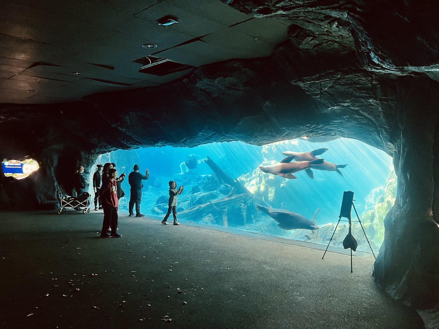 California Sea Lion Exhibit