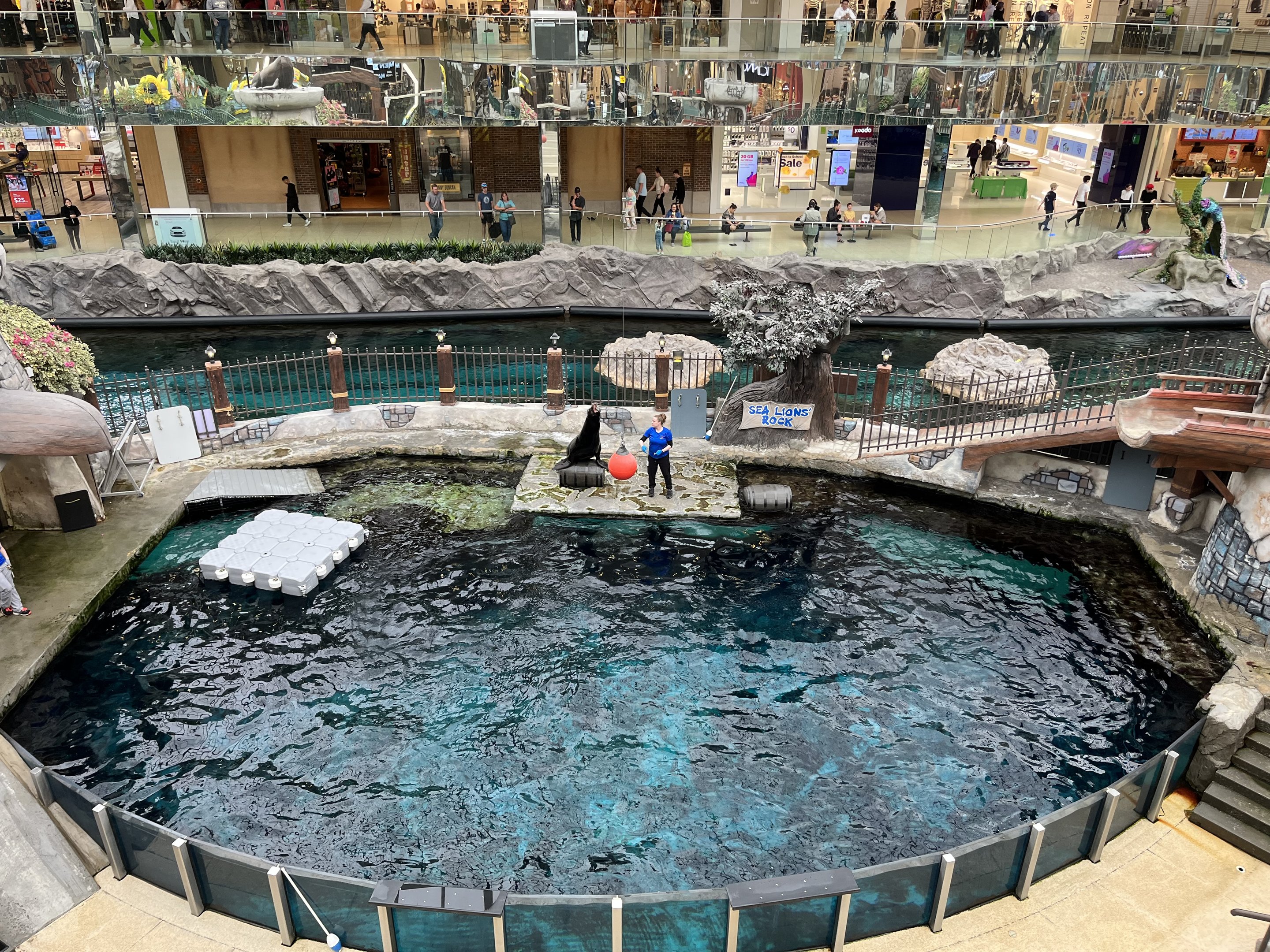 California Sea Lion Exhibit
