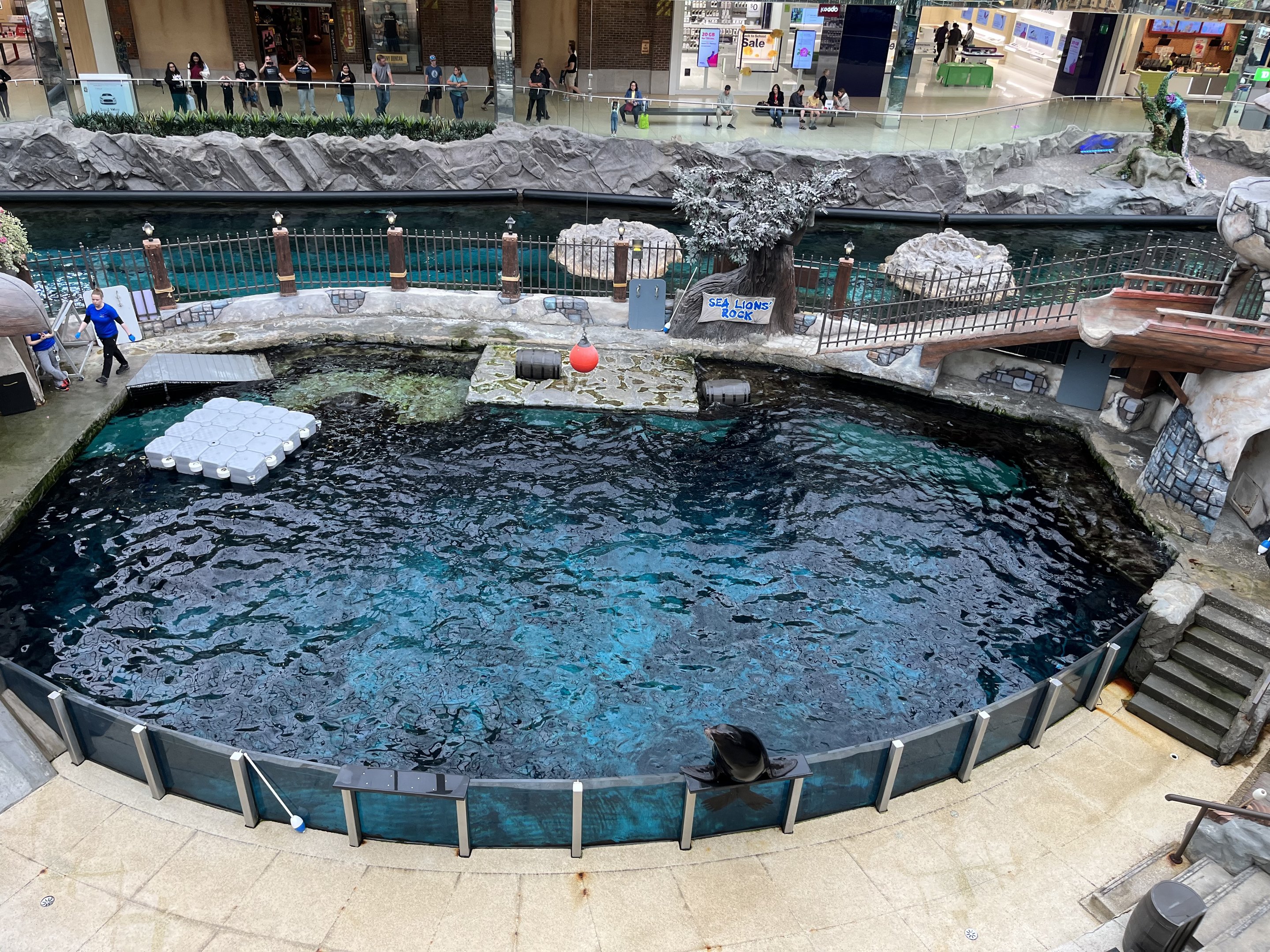 California Sea Lion Exhibit