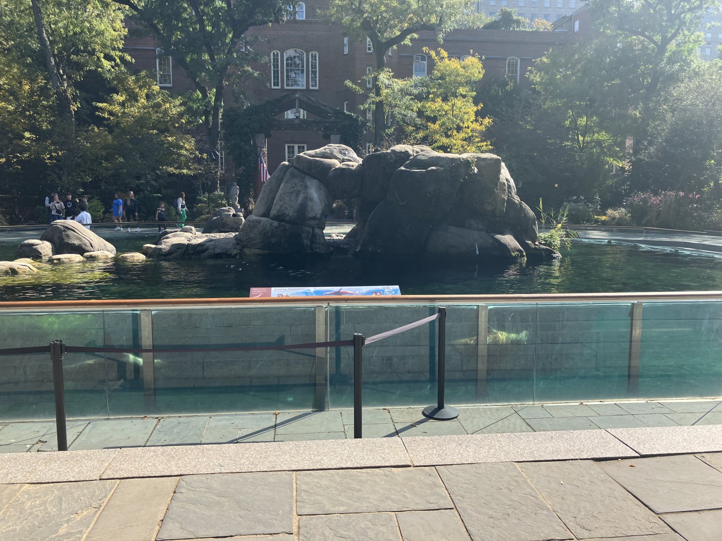 California Sea Lion Exhibit