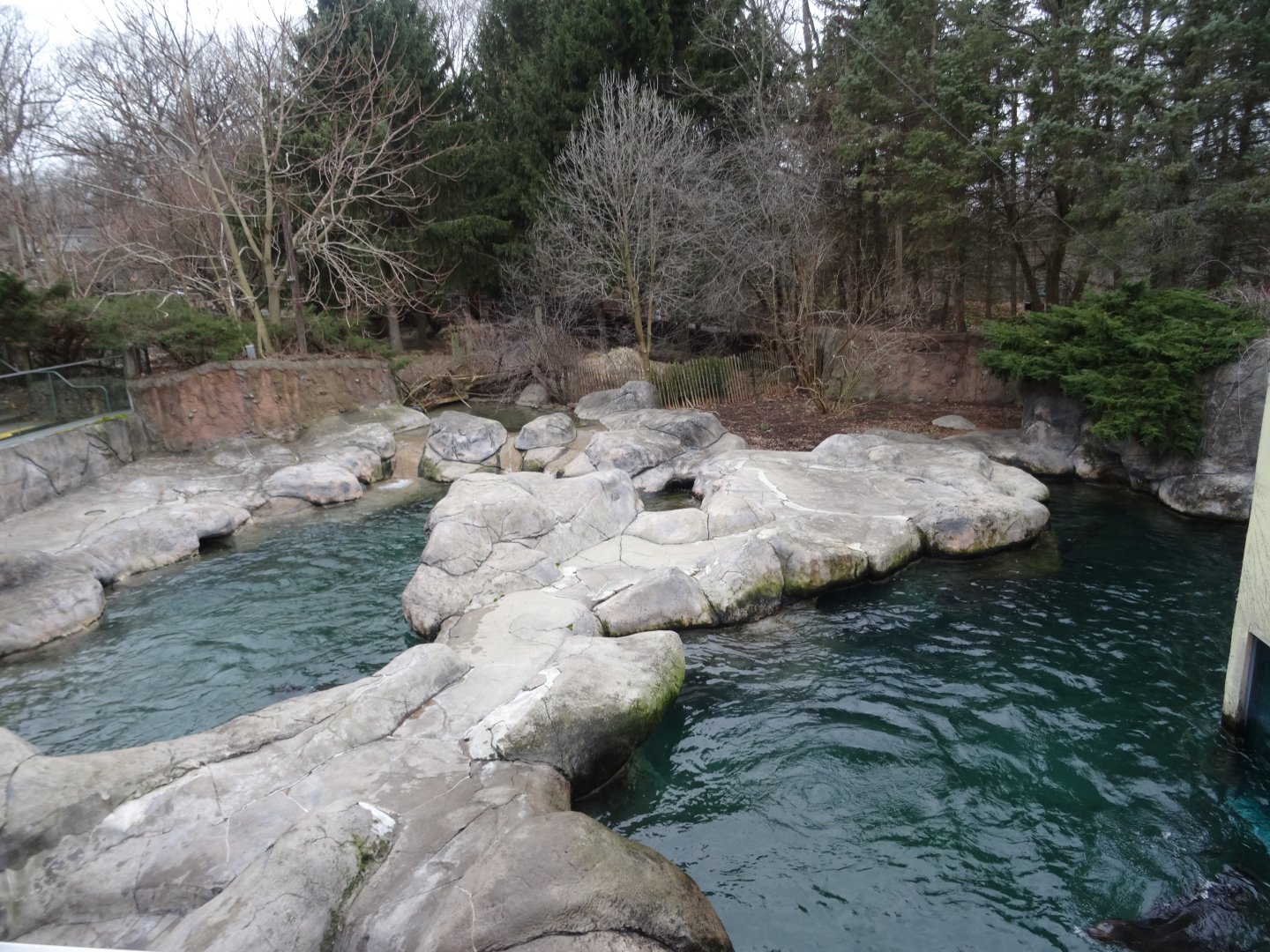 California Sea Lion Exhibit