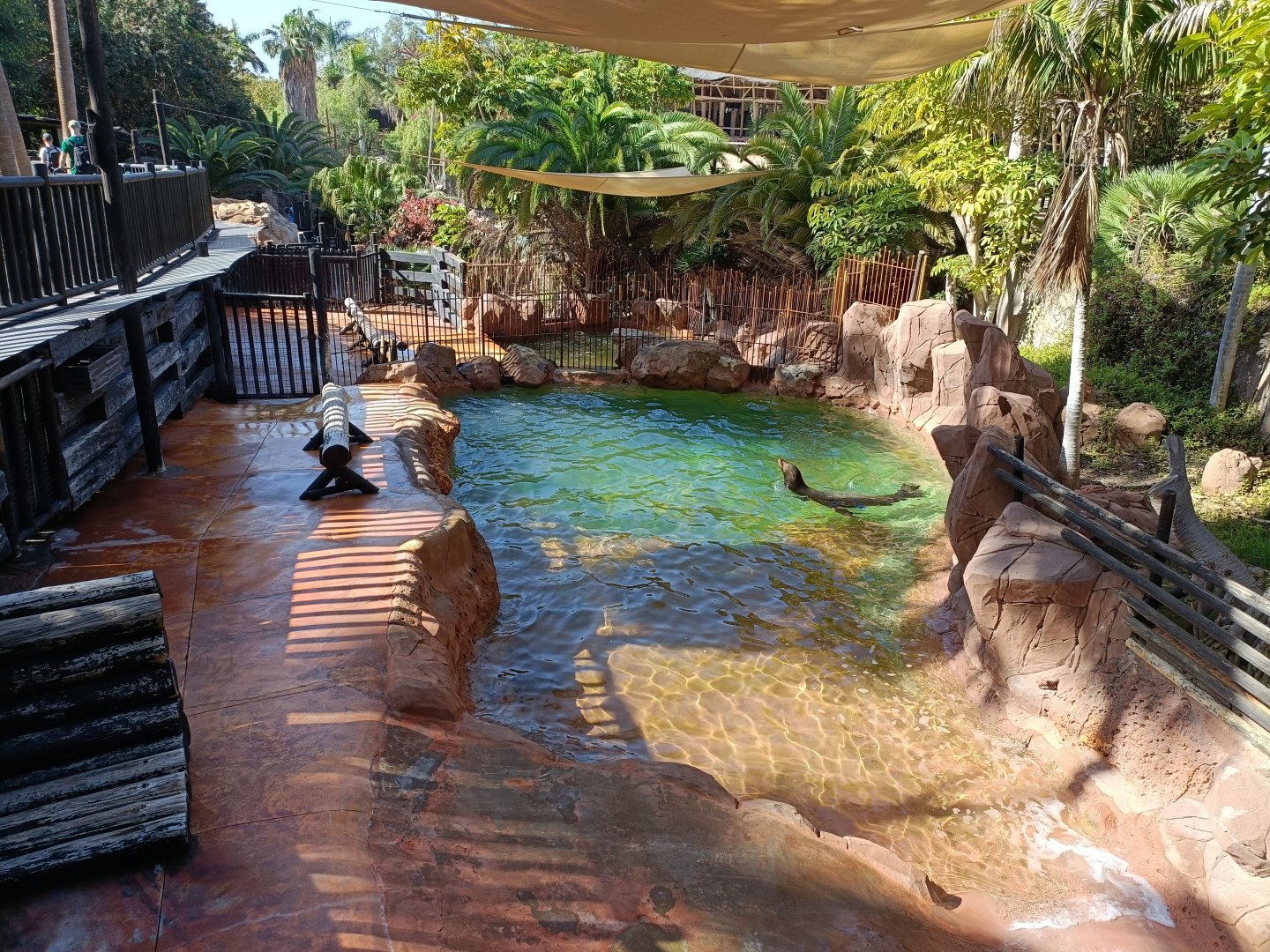 California sea lion exhibit