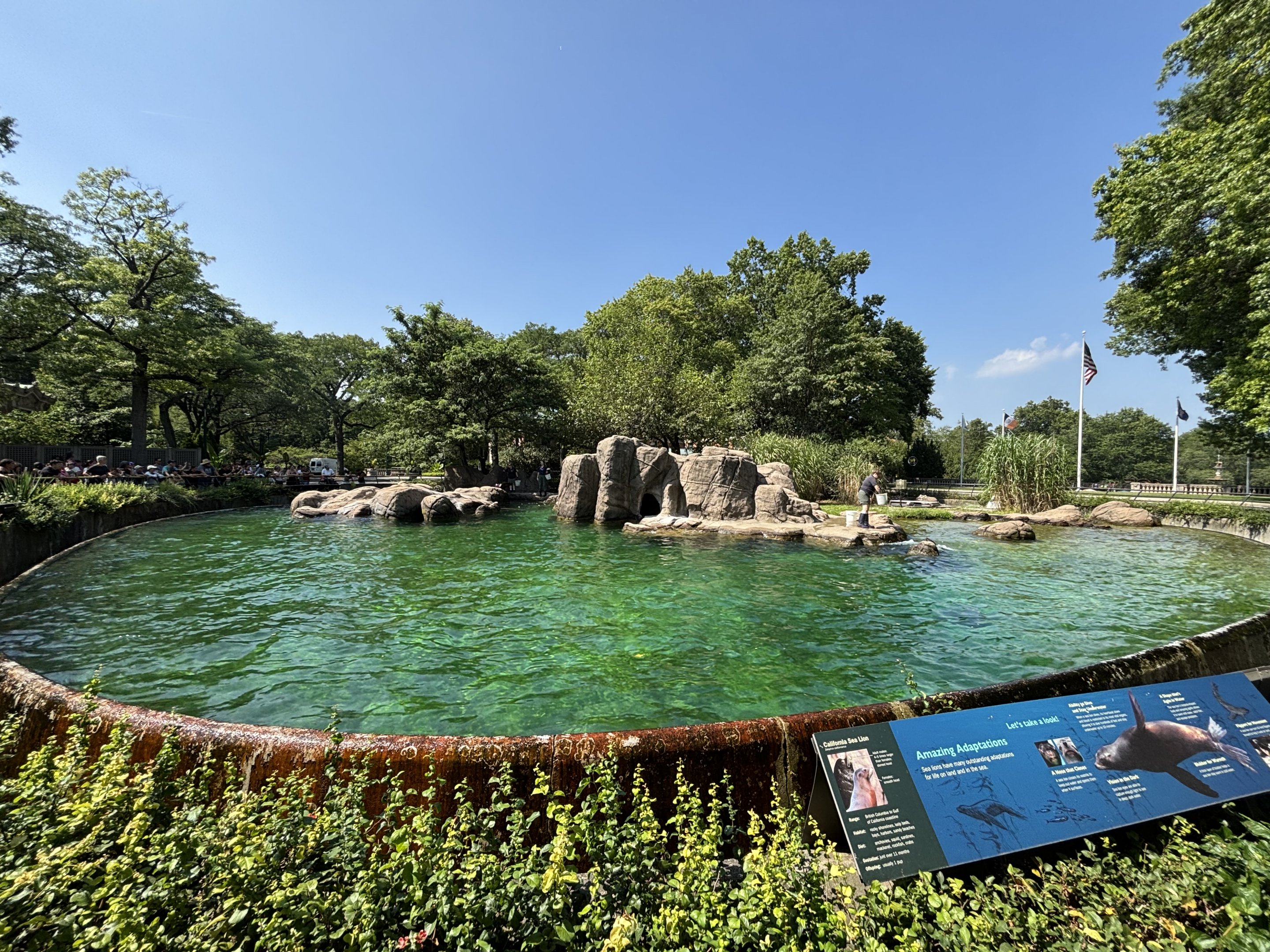 California Sea Lion Exhibit