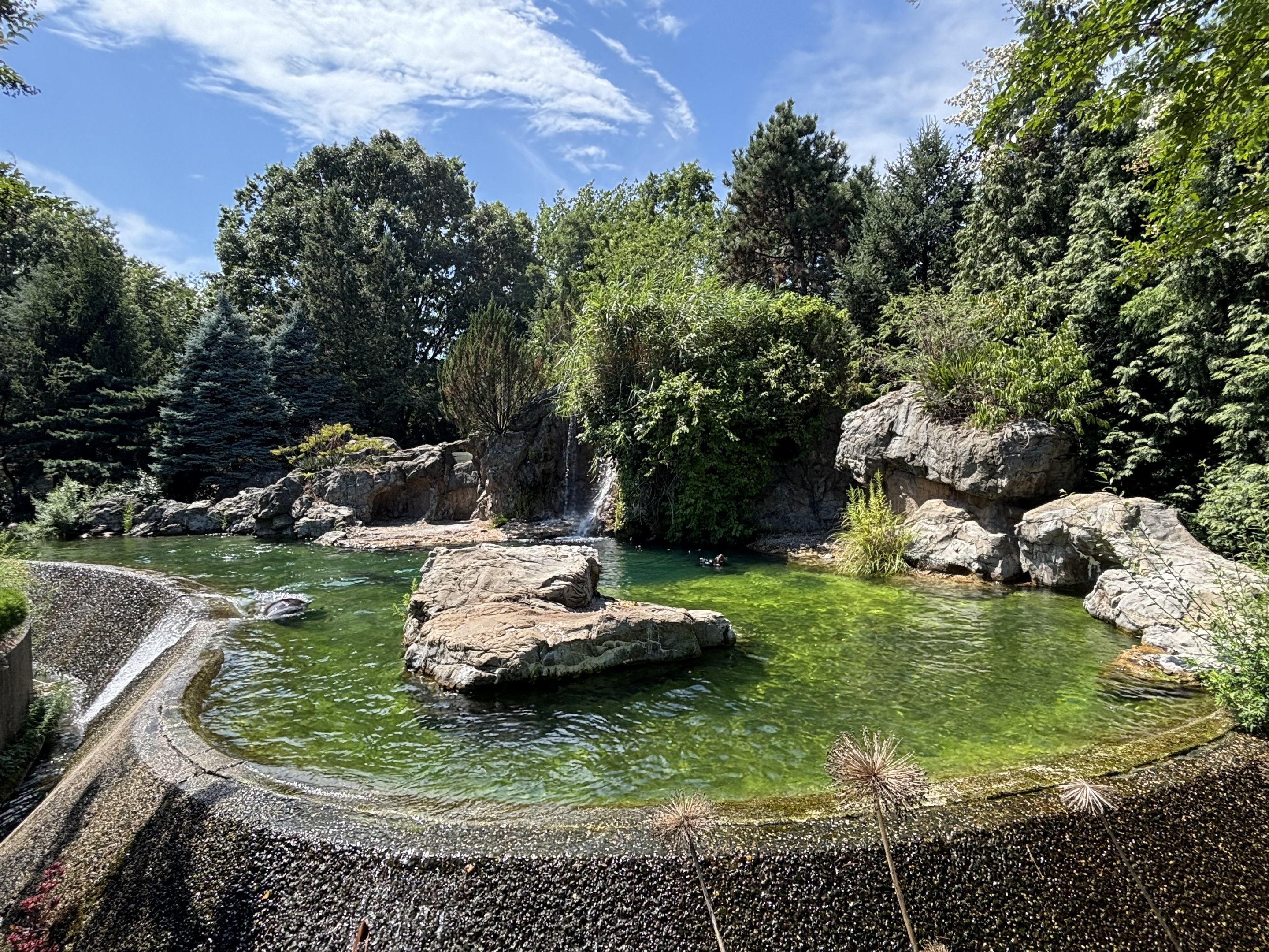 California Sea Lion Exhibit