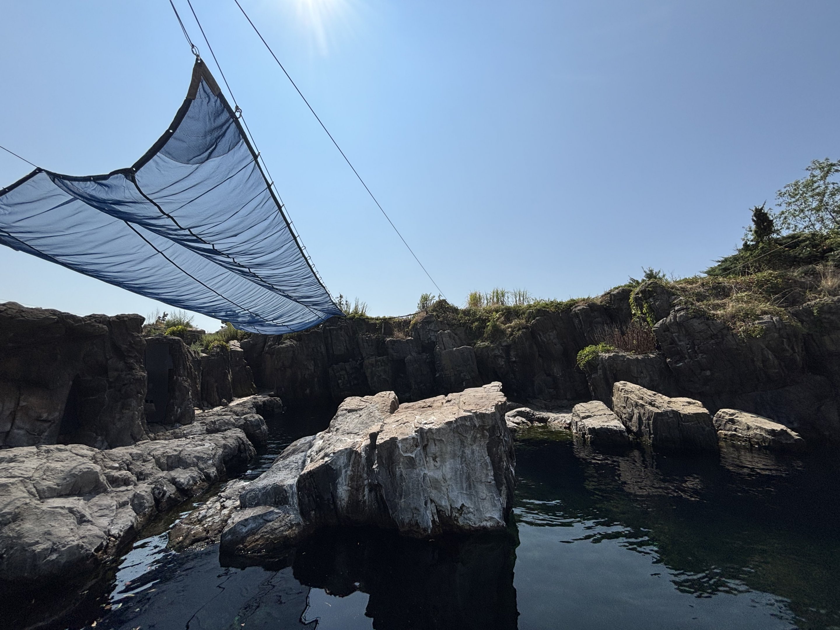 California Sea Lion Exhibit