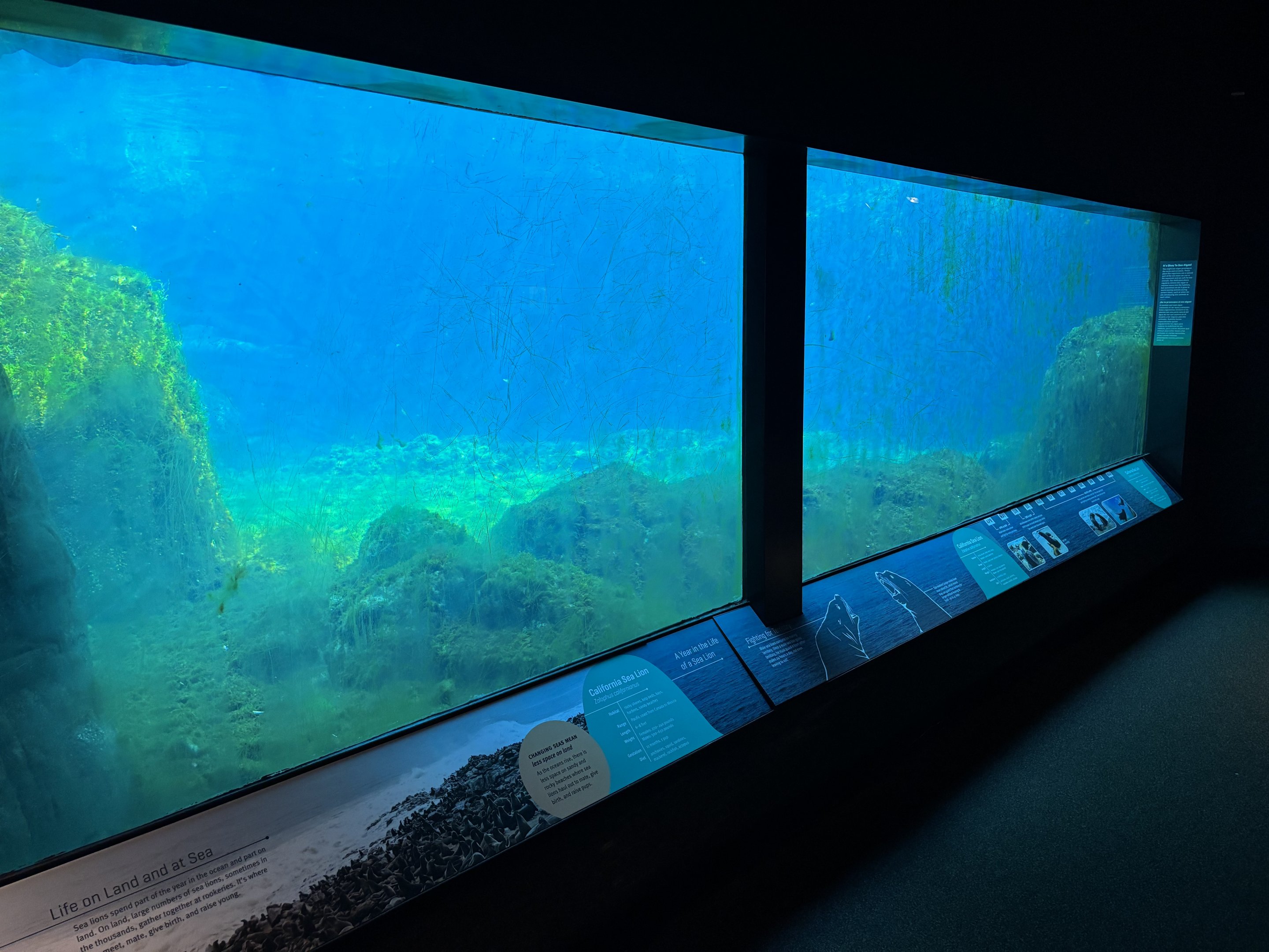 California Sea Lion Exhibit