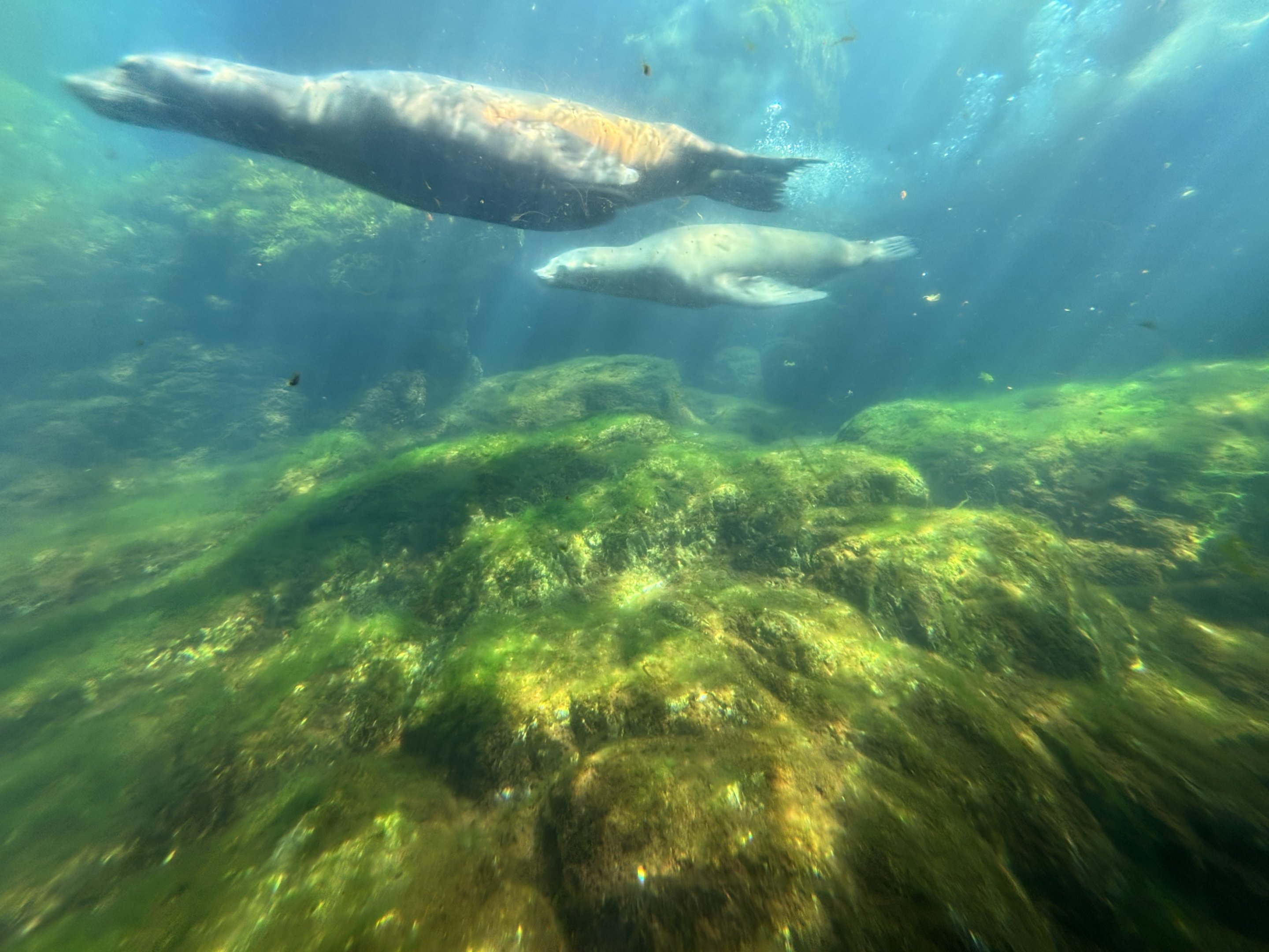 California Sea Lion Exhibit