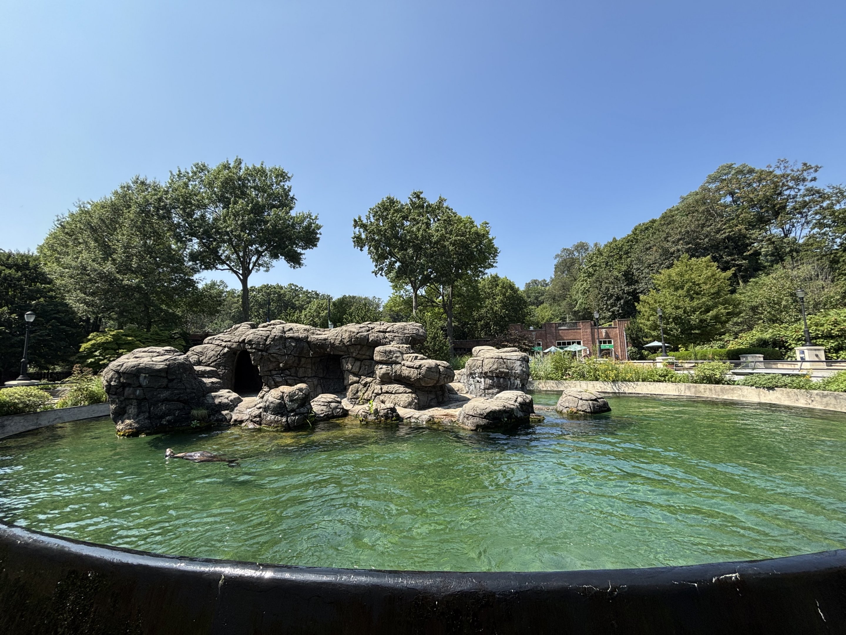 California Sea Lion Exhibit