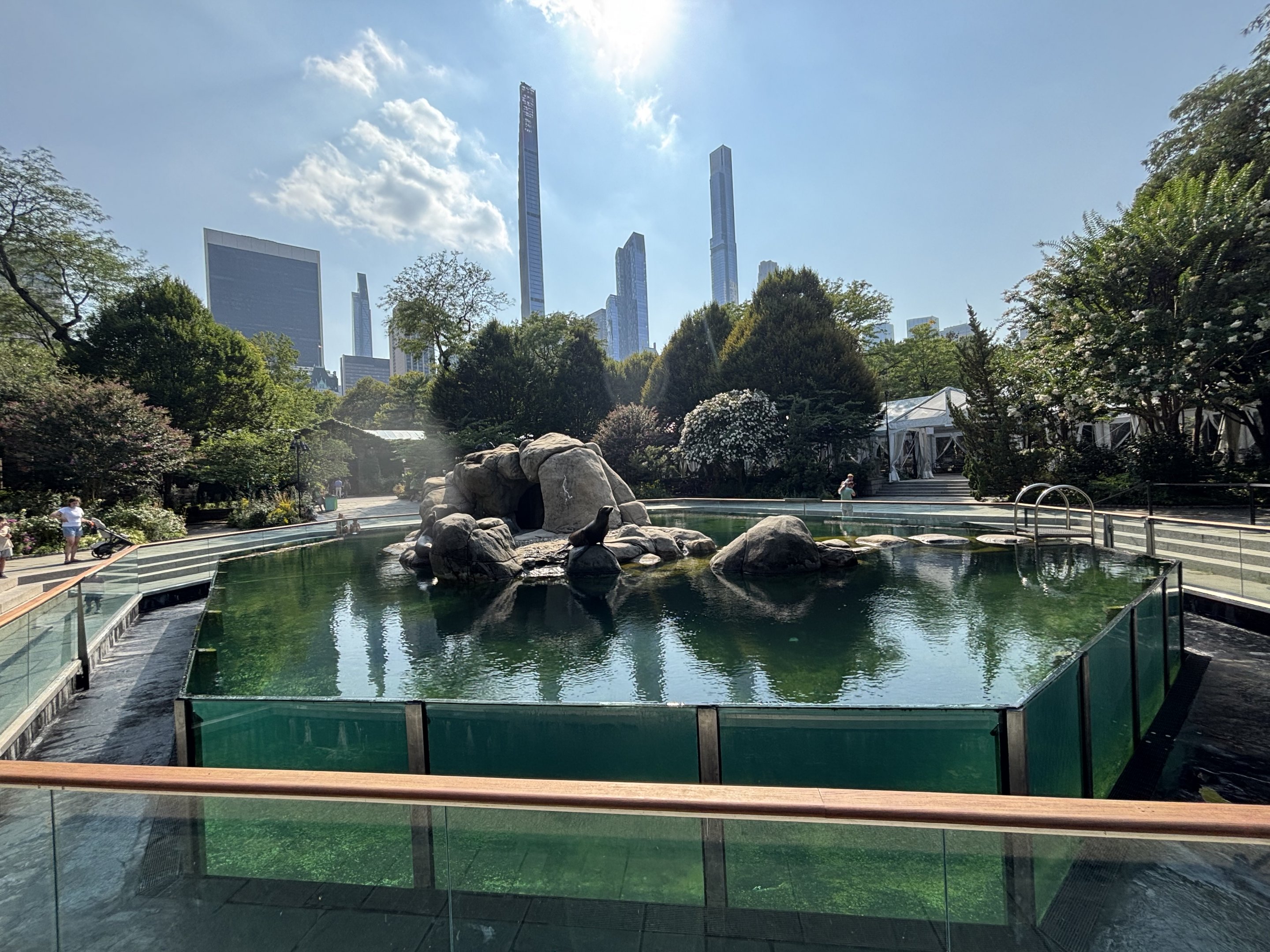 California Sea Lion Exhibit