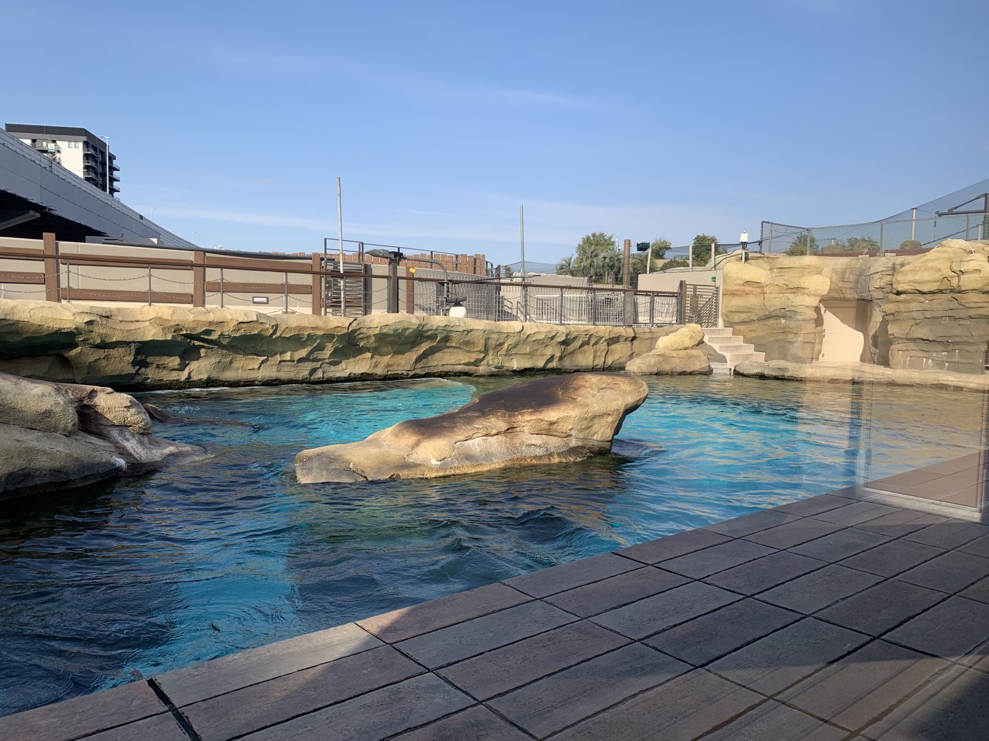 California Sea Lion Exhibit