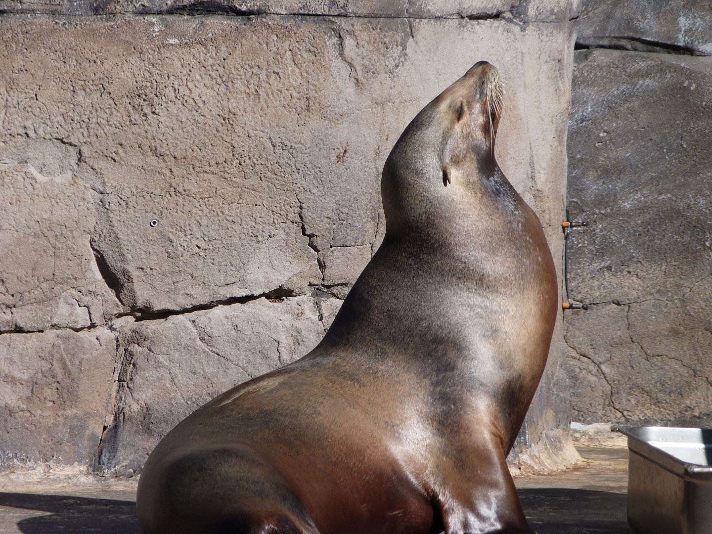 California sea lion -Faunia (2025)