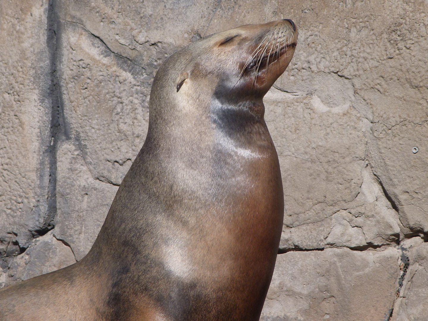 California sea lion -Faunia (2025)