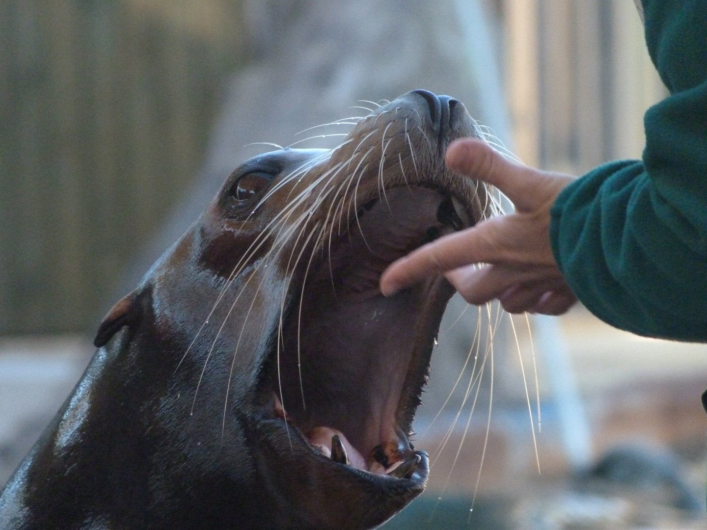 California sea lion -Faunia (2025)