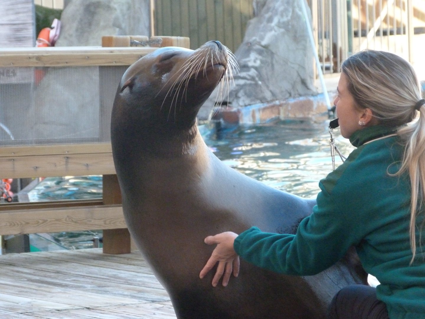 California sea lion -Faunia (2025)