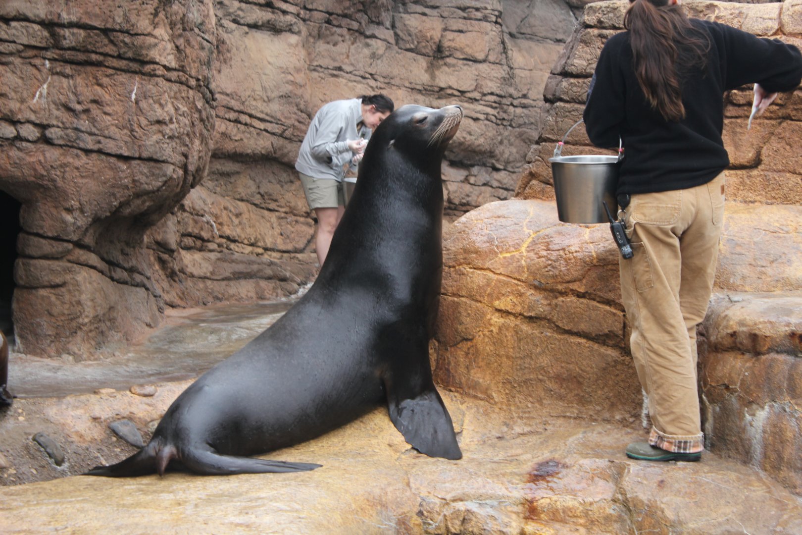 California Sea Lion Feeding - 1/7/2023