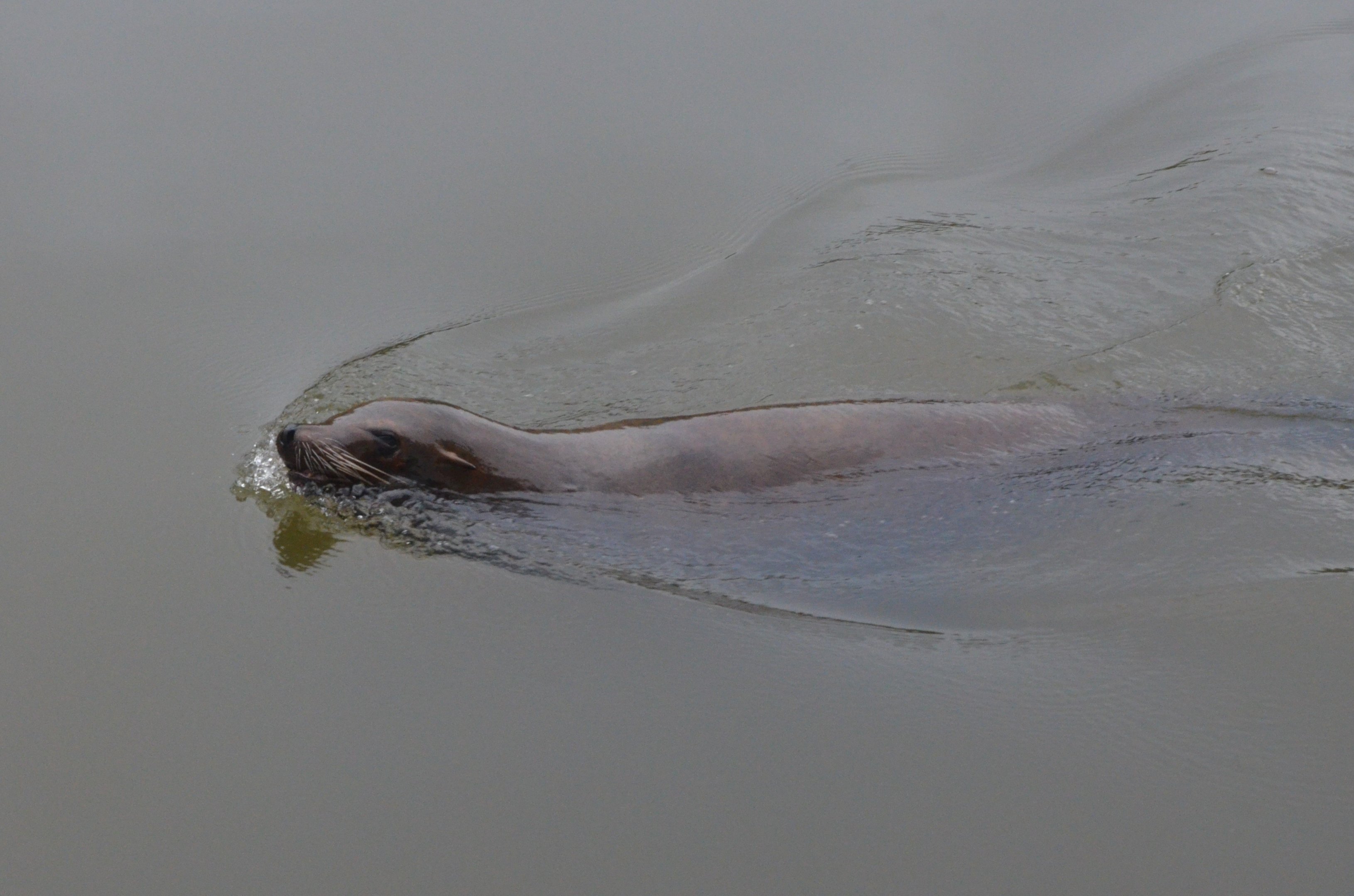 California Sea Lion (Half-Mile Lake) at Longleat, 03/11/19