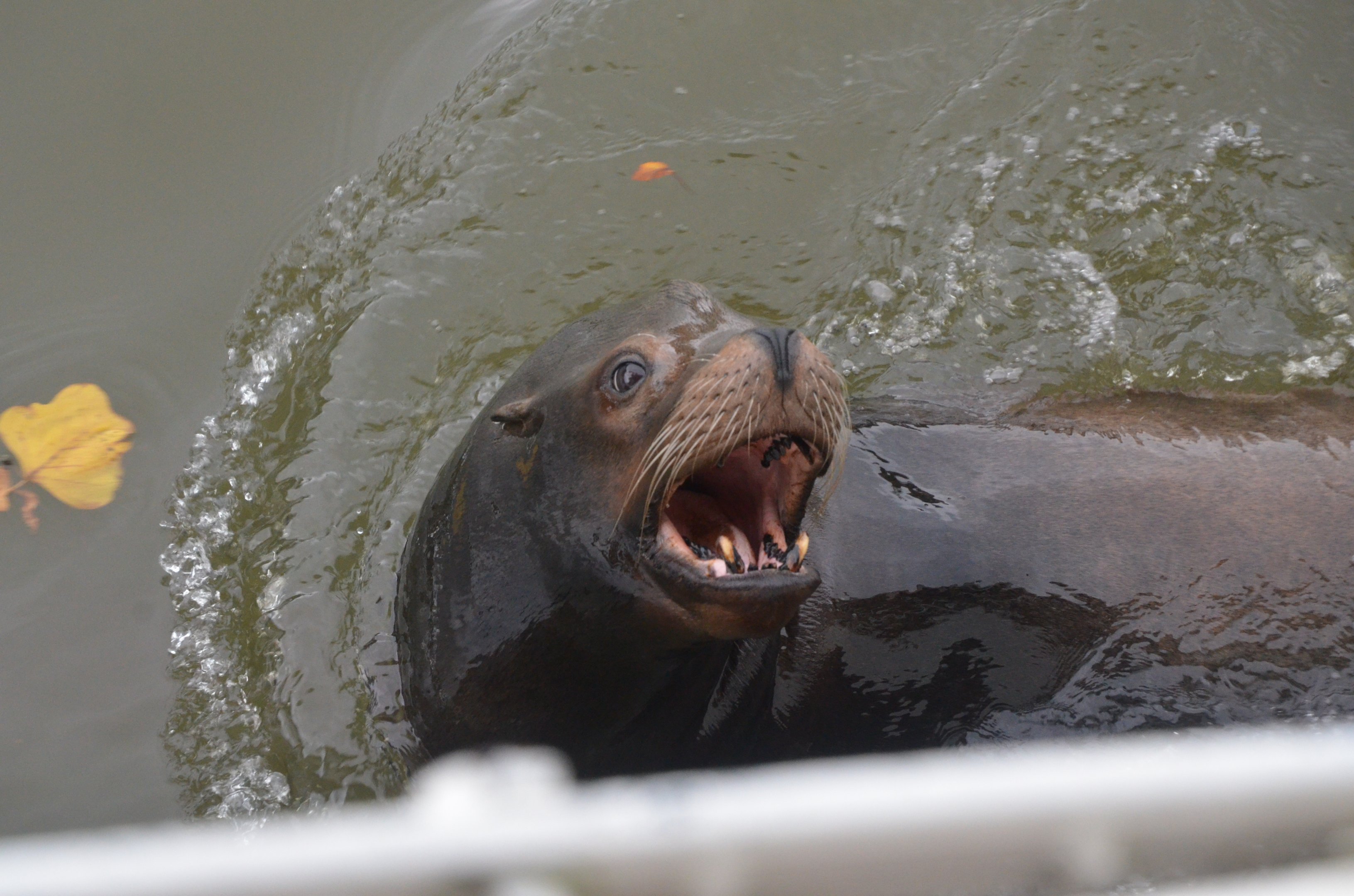 California Sea Lion (Half-Mile Lake) at Longleat, 03/11/19