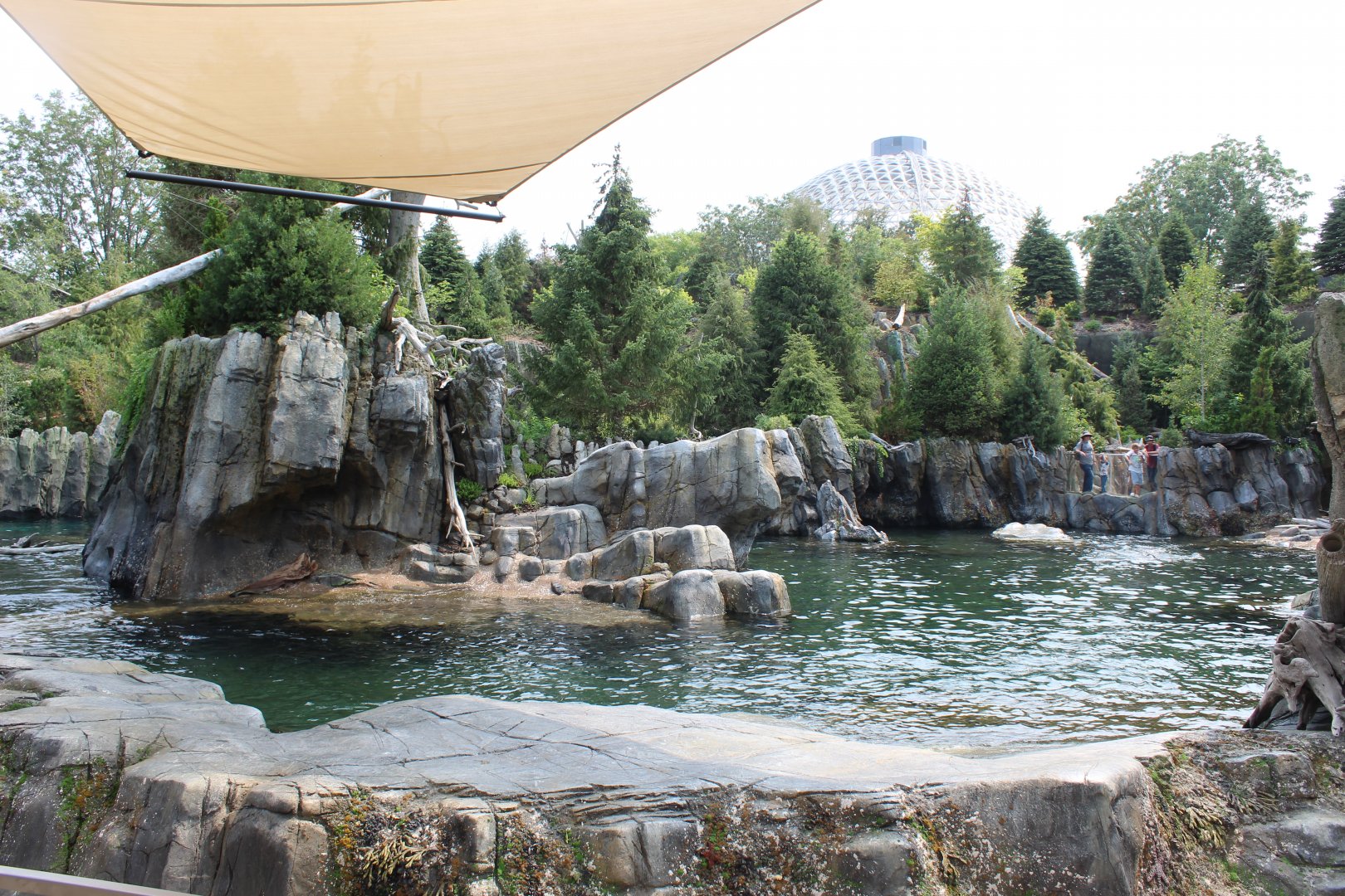 California Sea Lion & Harbor Seal Exhibit - Sea Lion Shores