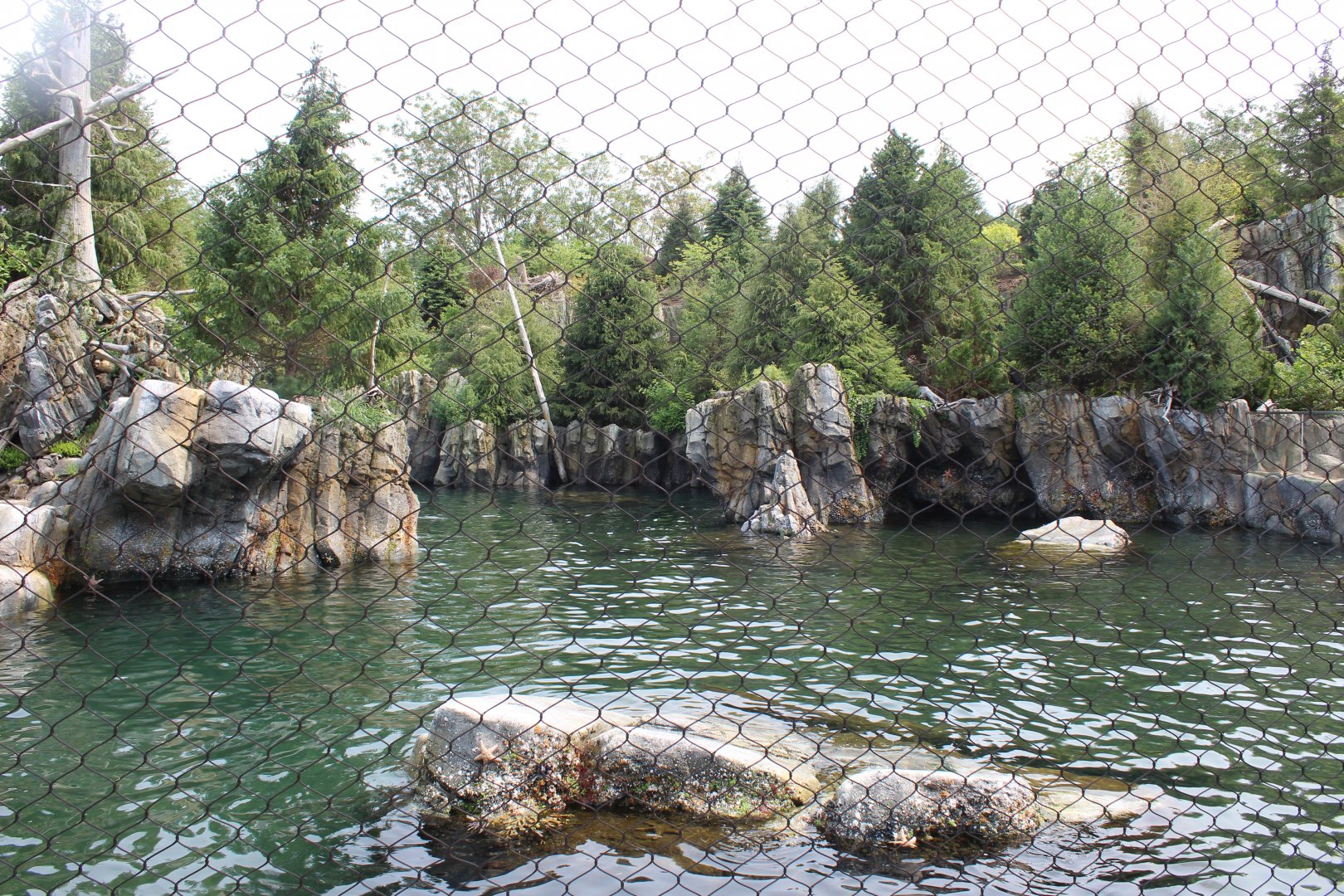 California Sea Lion & Harbor Seal Exhibit - Sea Lion Shores